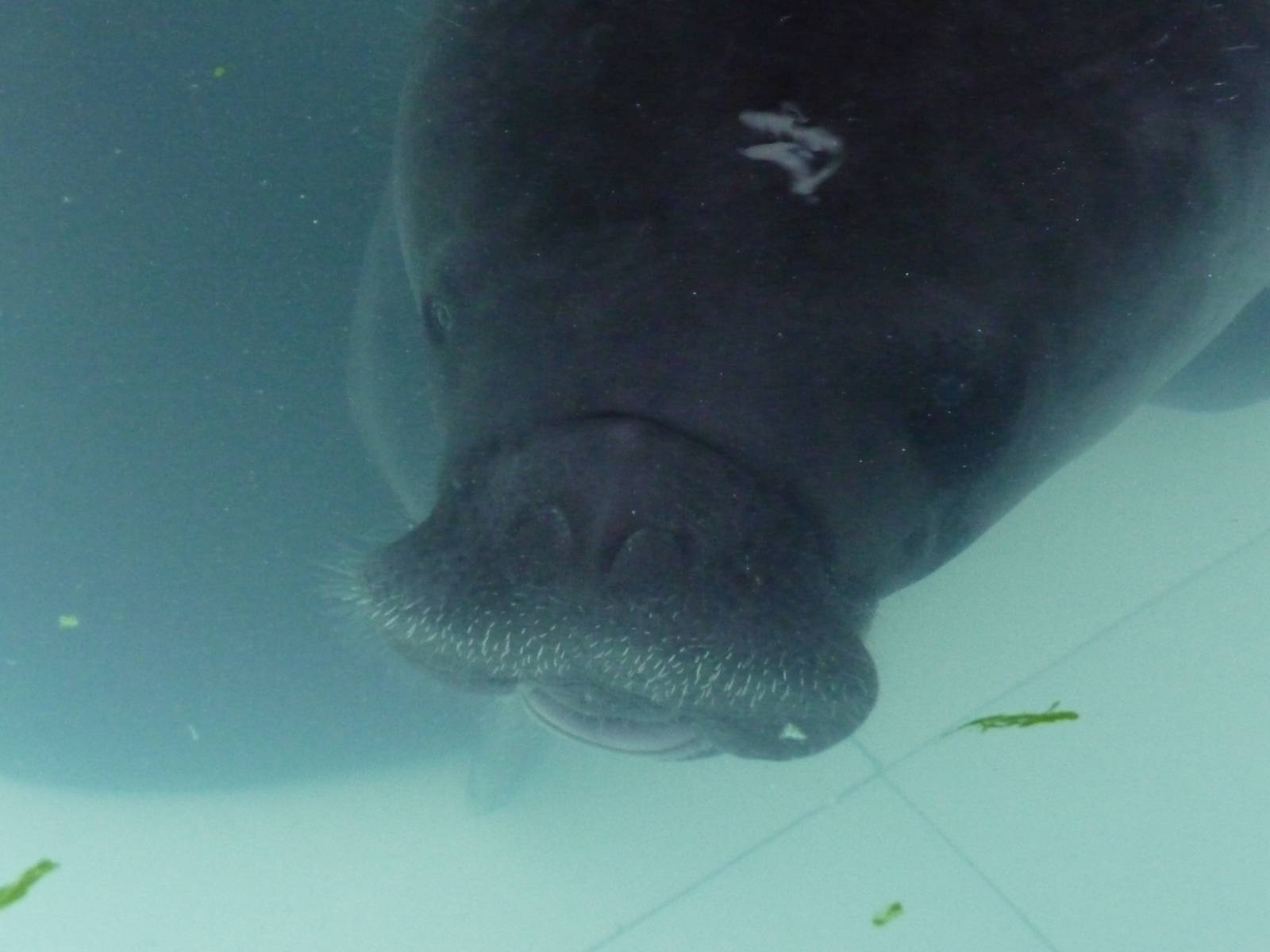 Amazonian manatee