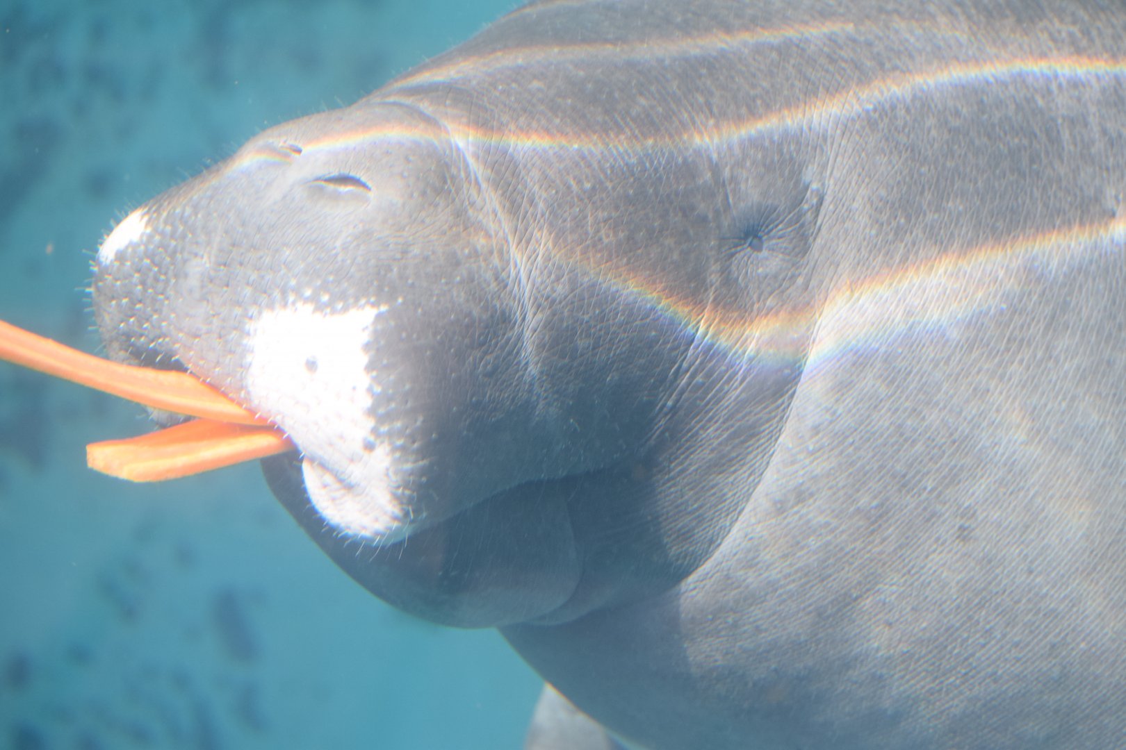 Amazonian manatee