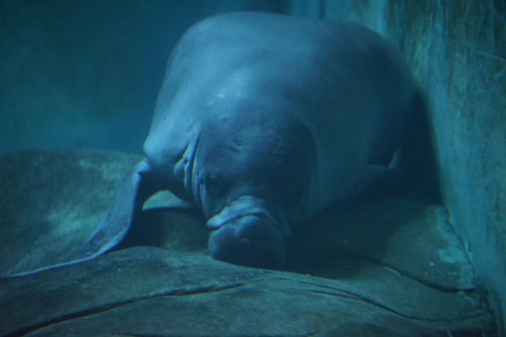 Amazonian Manatee