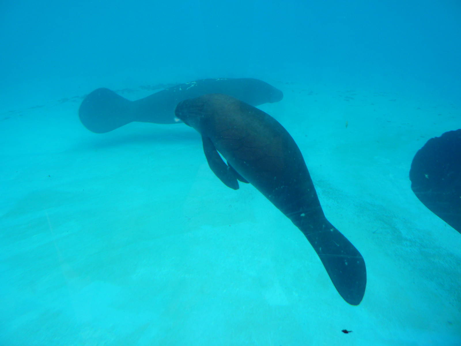 Amazonian manatees