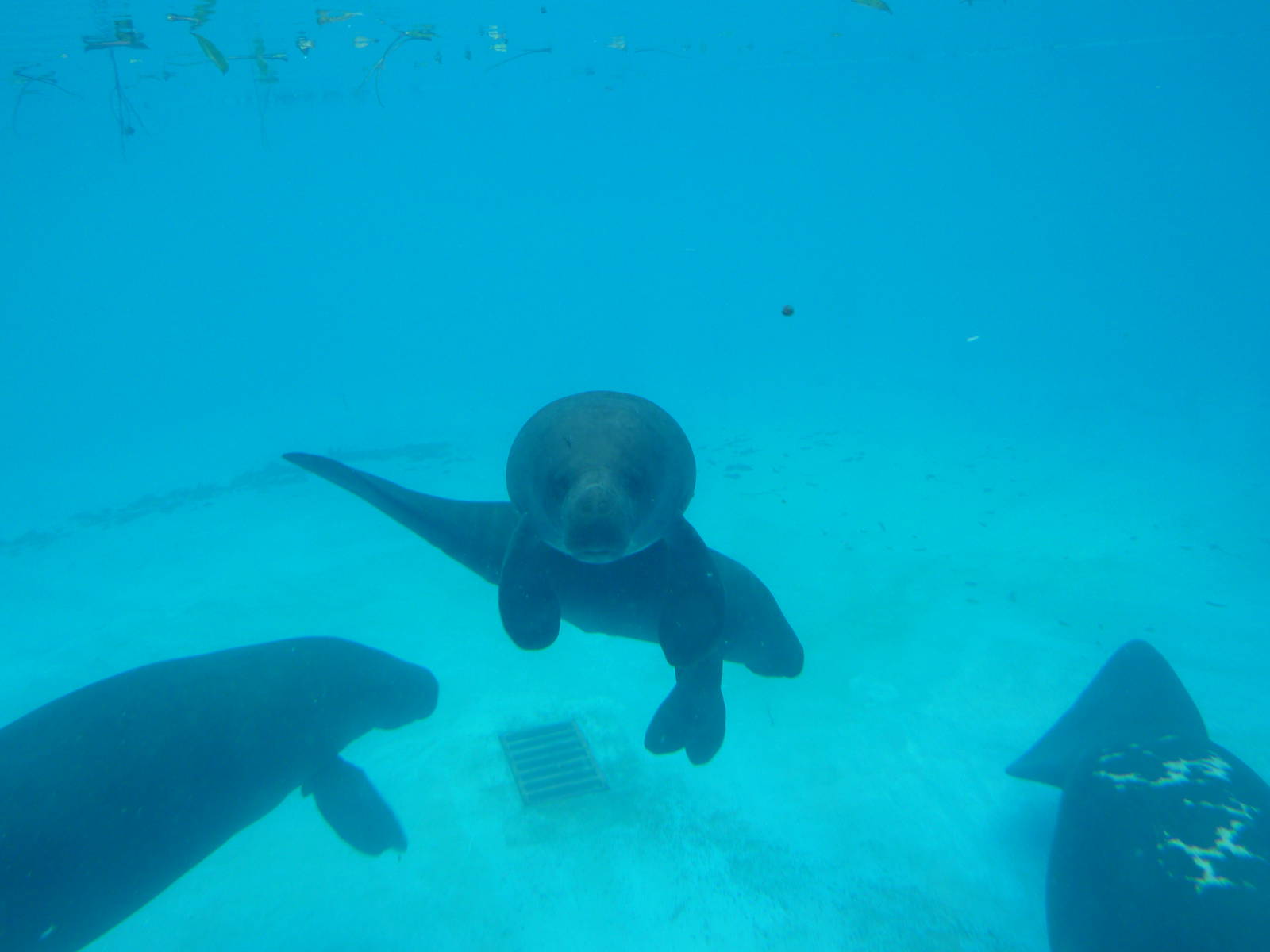 Amazonian manatees