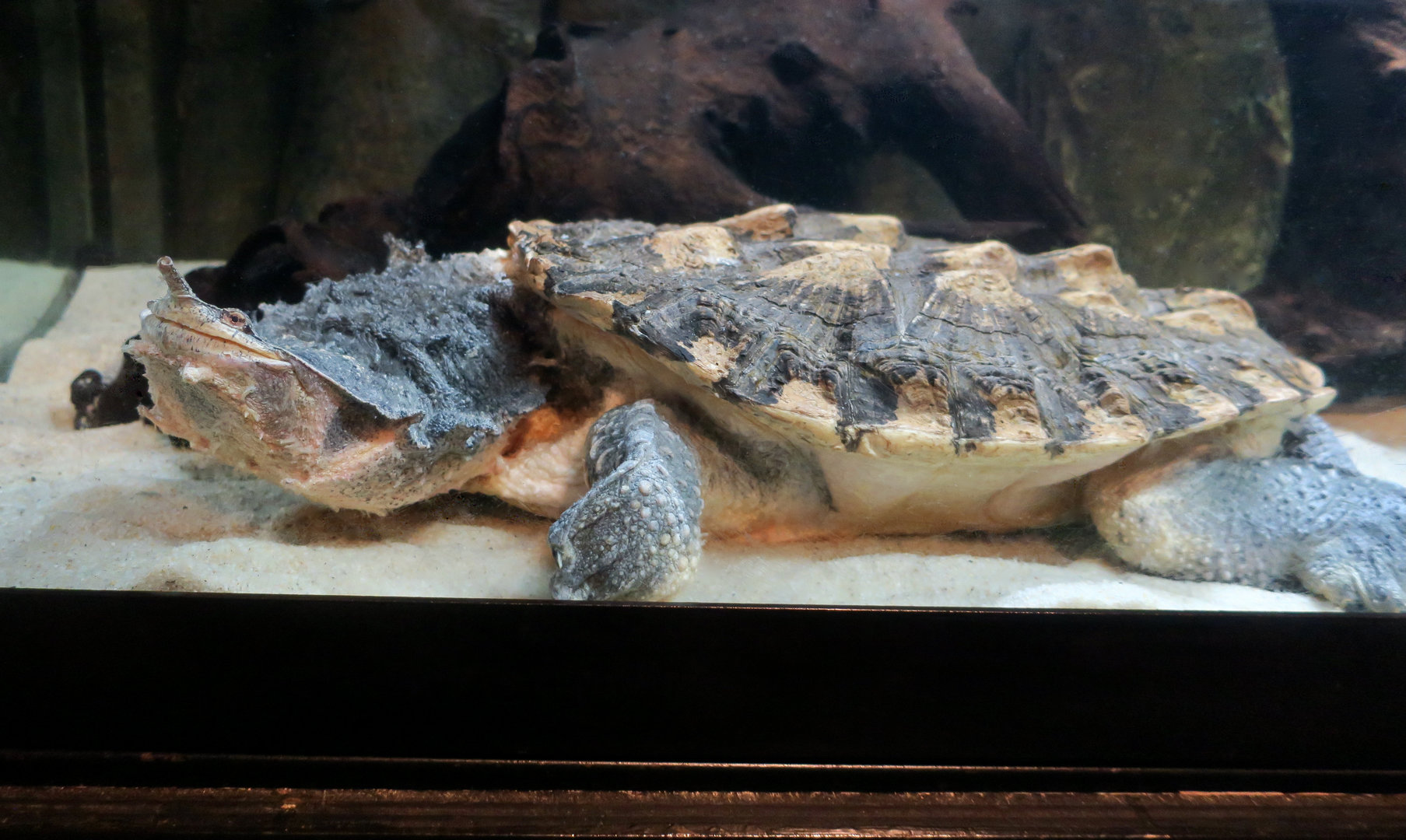 Amazonian Matamata (Chelus fimbriata)