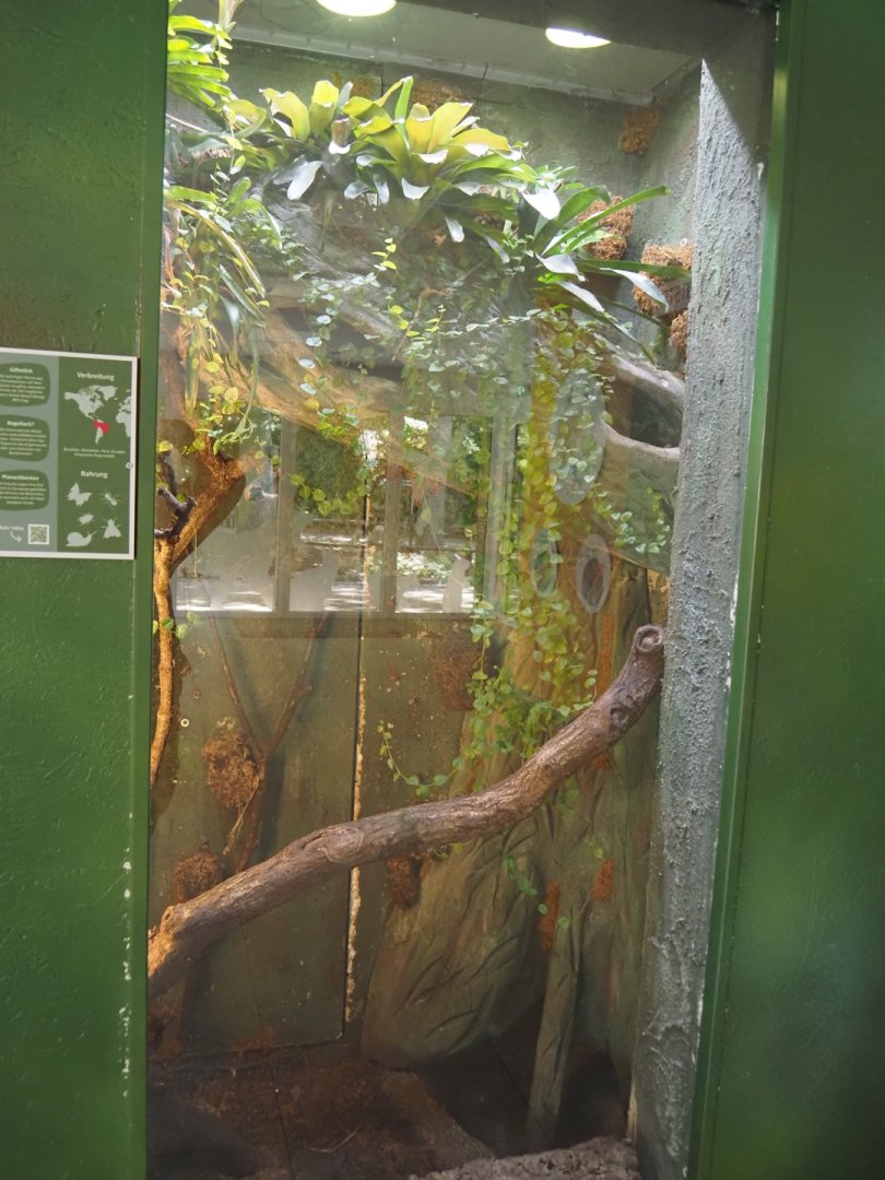 Amazonian milk frog terrarium, 2025-05-22