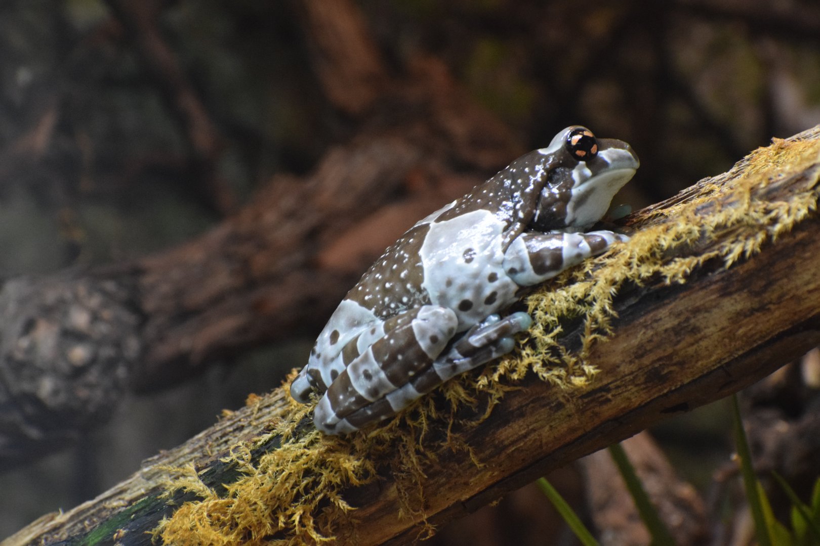 Amazonian milk frog