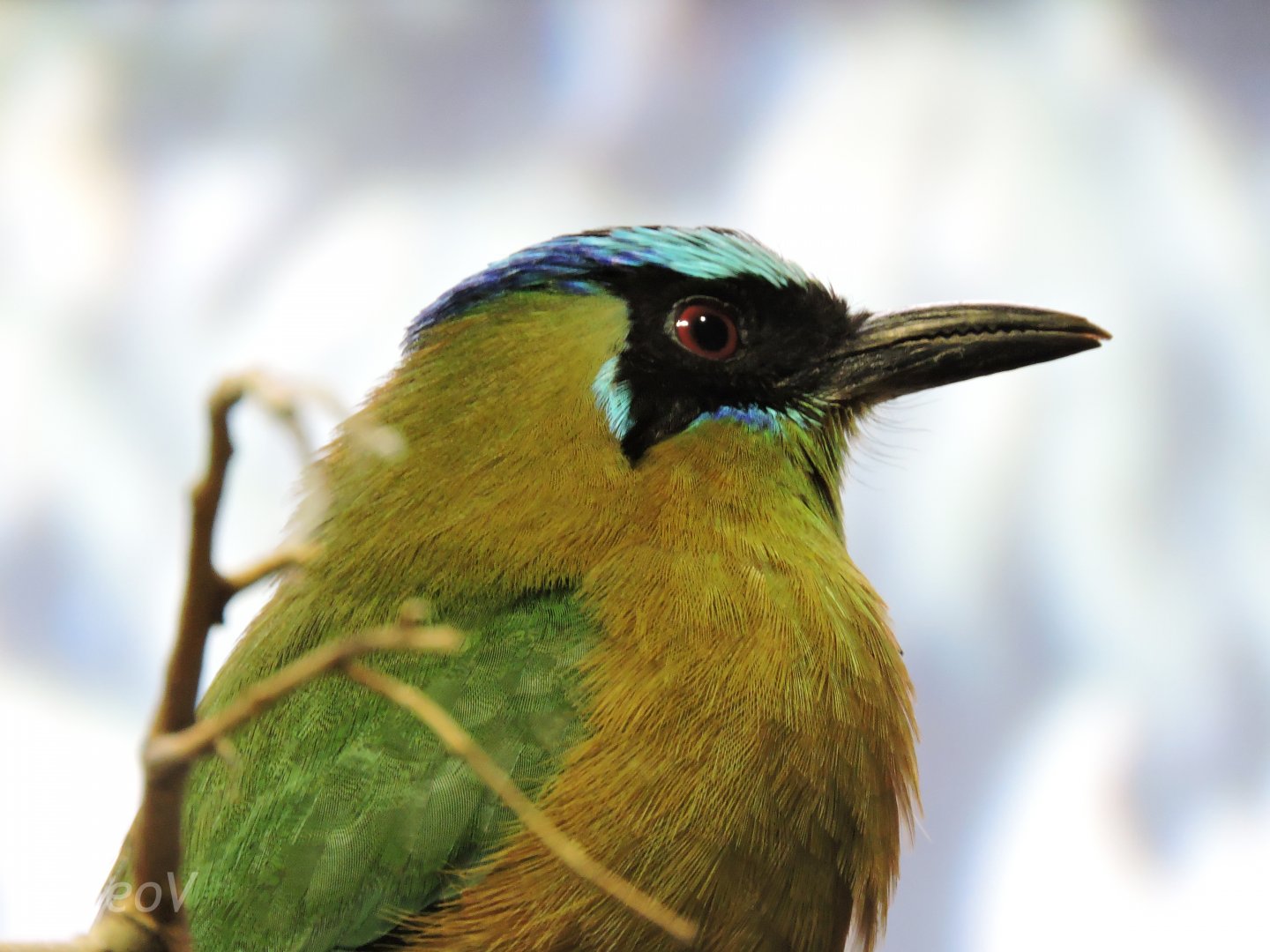 Amazonian motmot [2015]