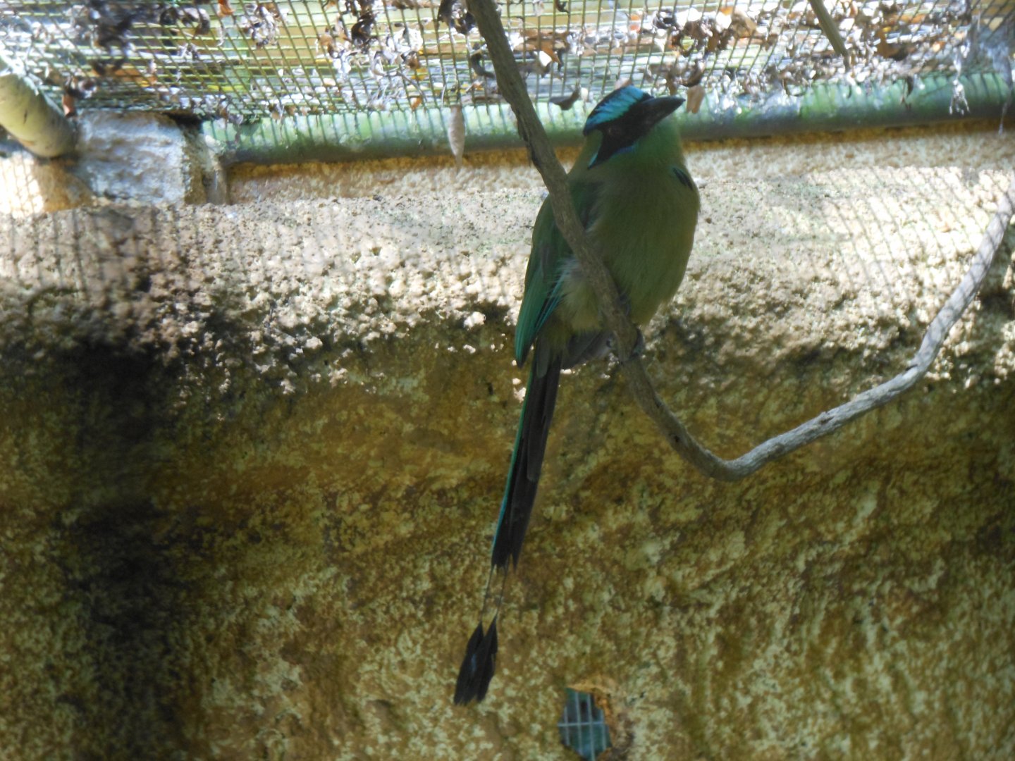 Amazonian Motmot (Momotus momota)