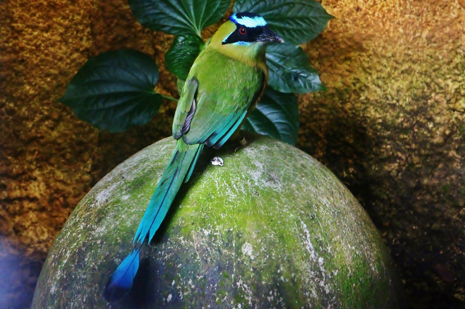 Amazonian Motmot (Momotus momota)