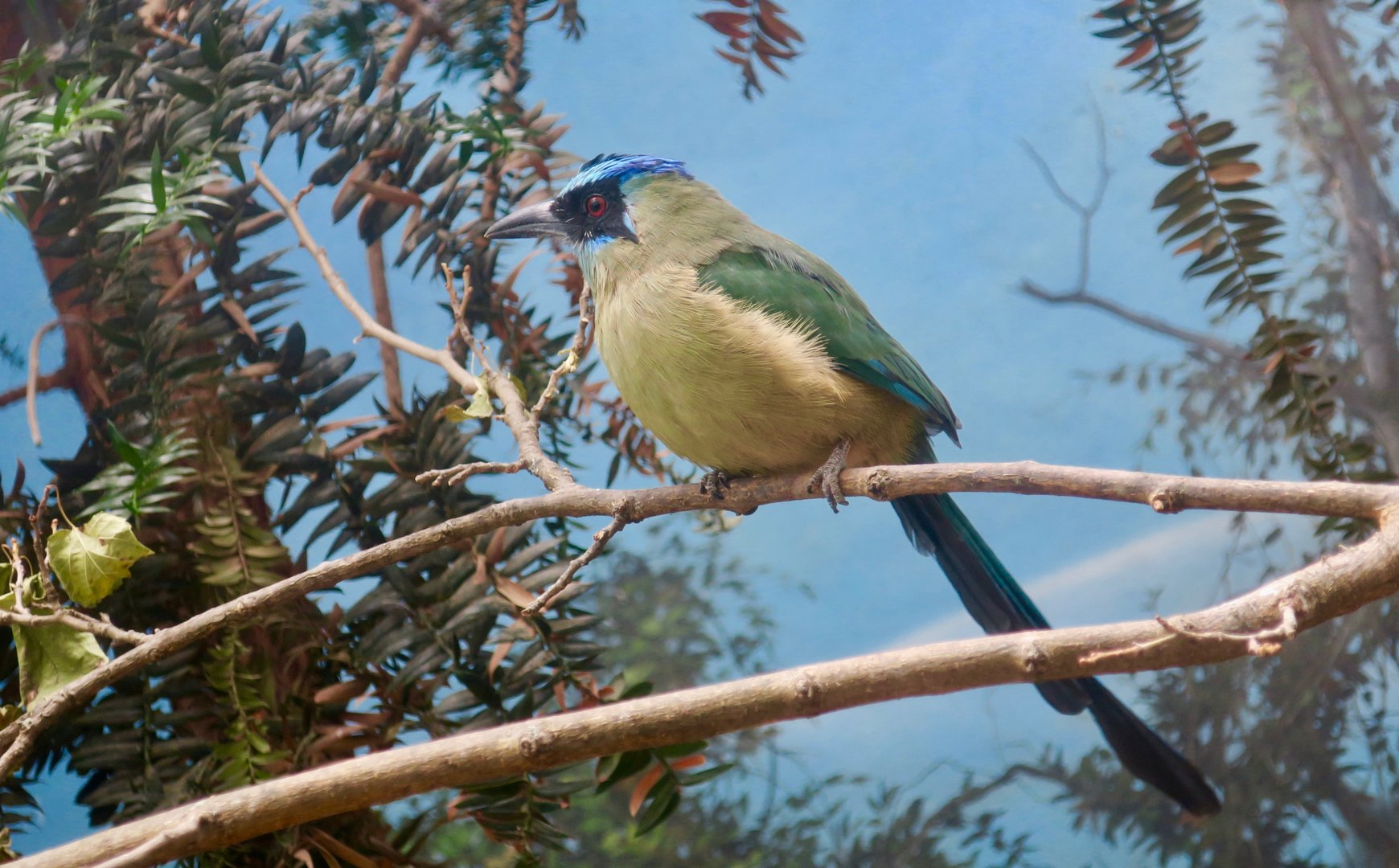 Amazonian Motmot (Momotus momota)