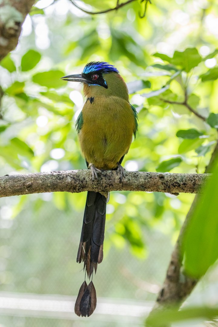 Amazonian motmot (Momotus momota)