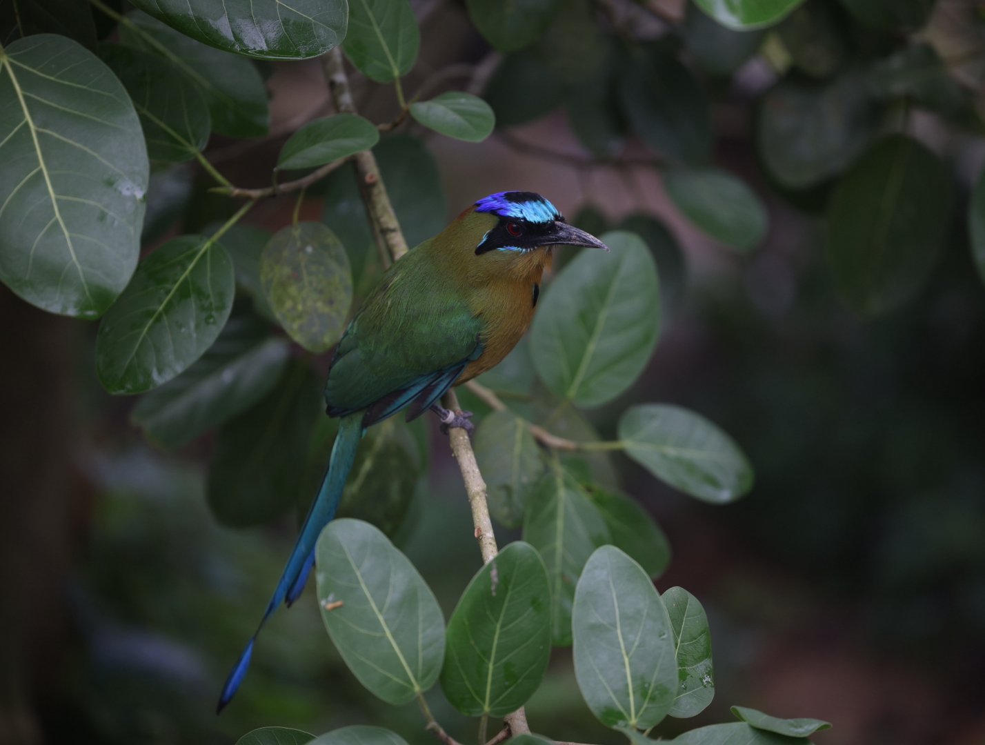 Amazonian Motmot (Momotus momota)