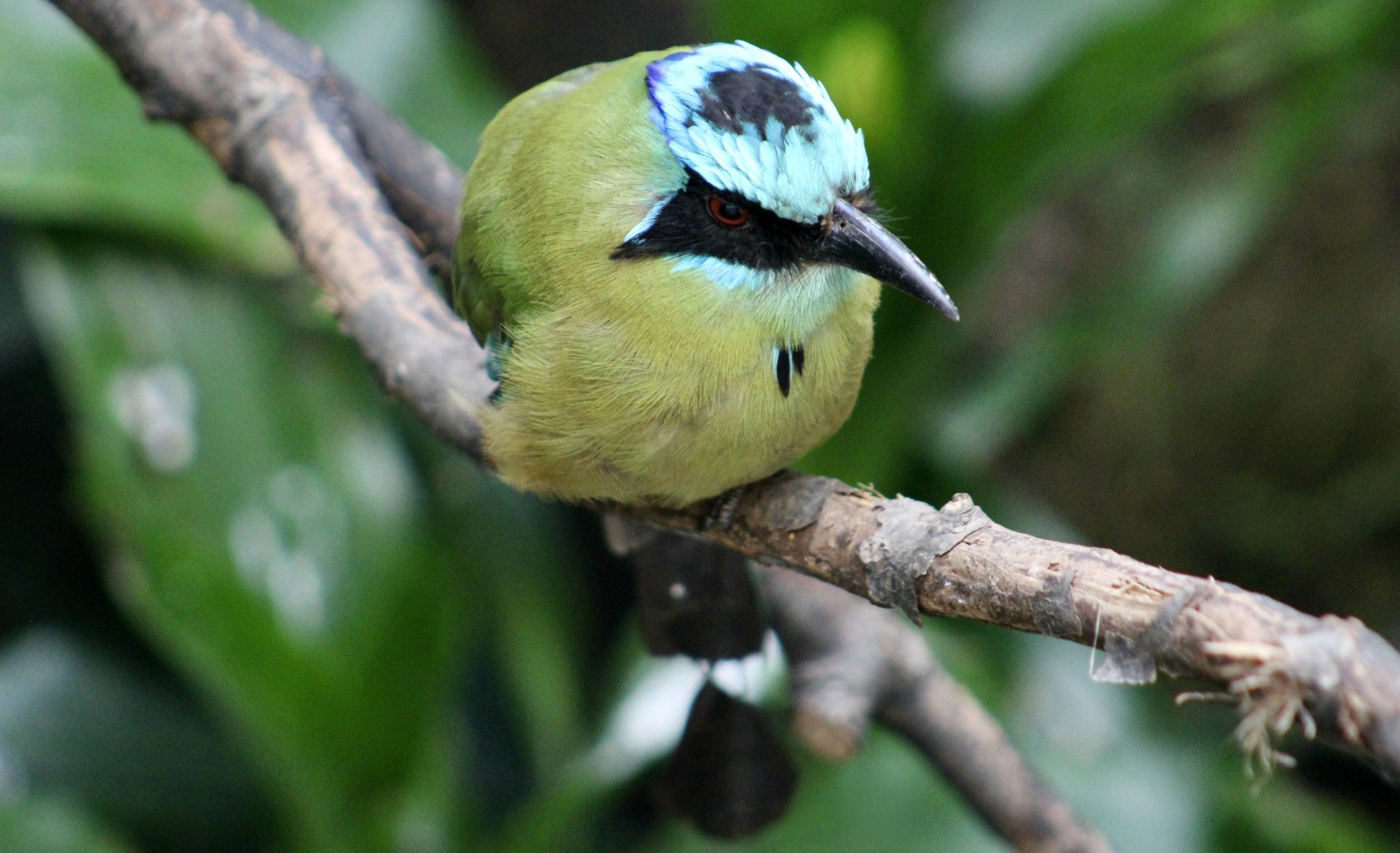 Amazonian Motmot (Momotus momota)