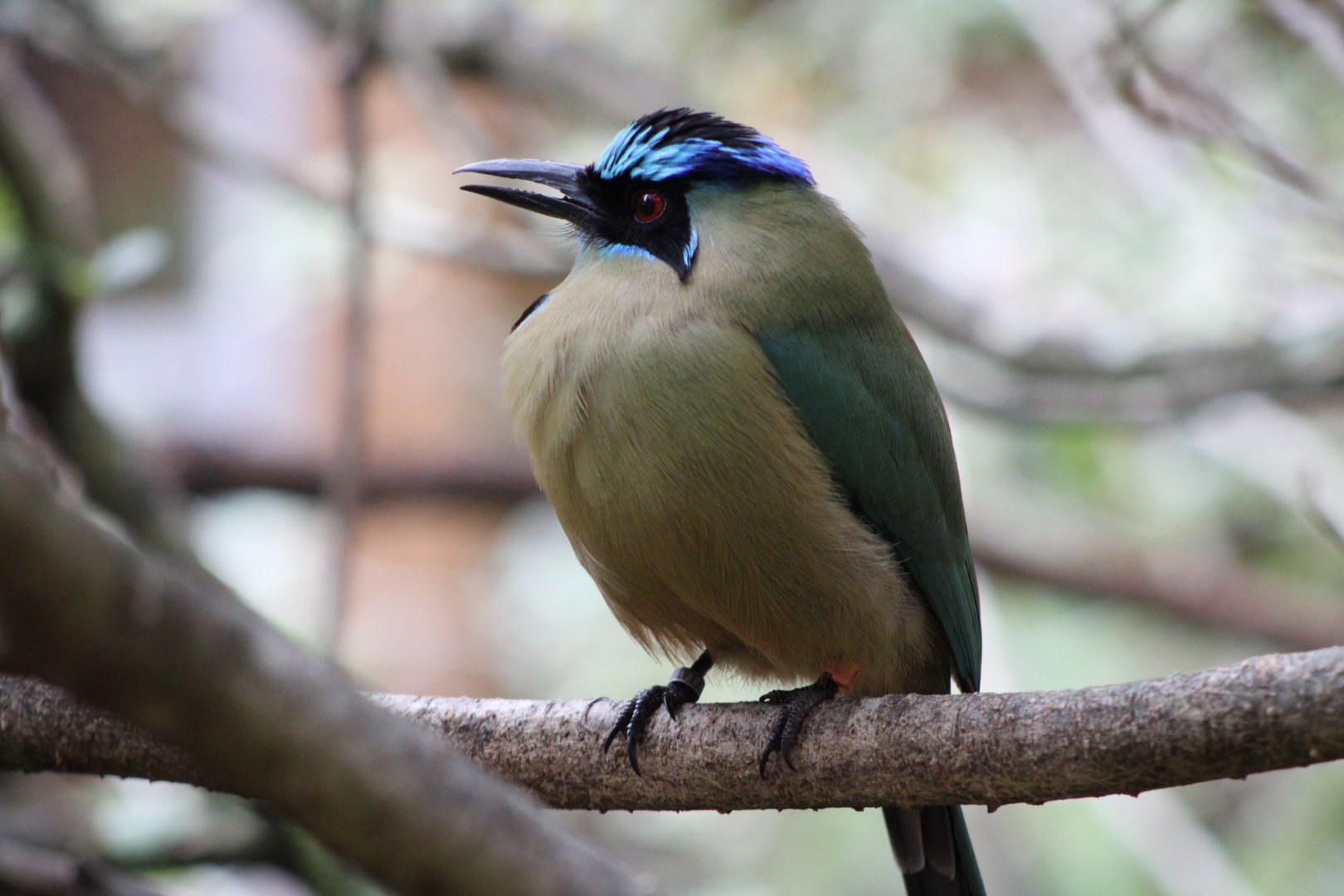 Amazonian Motmot (Momotus momota)