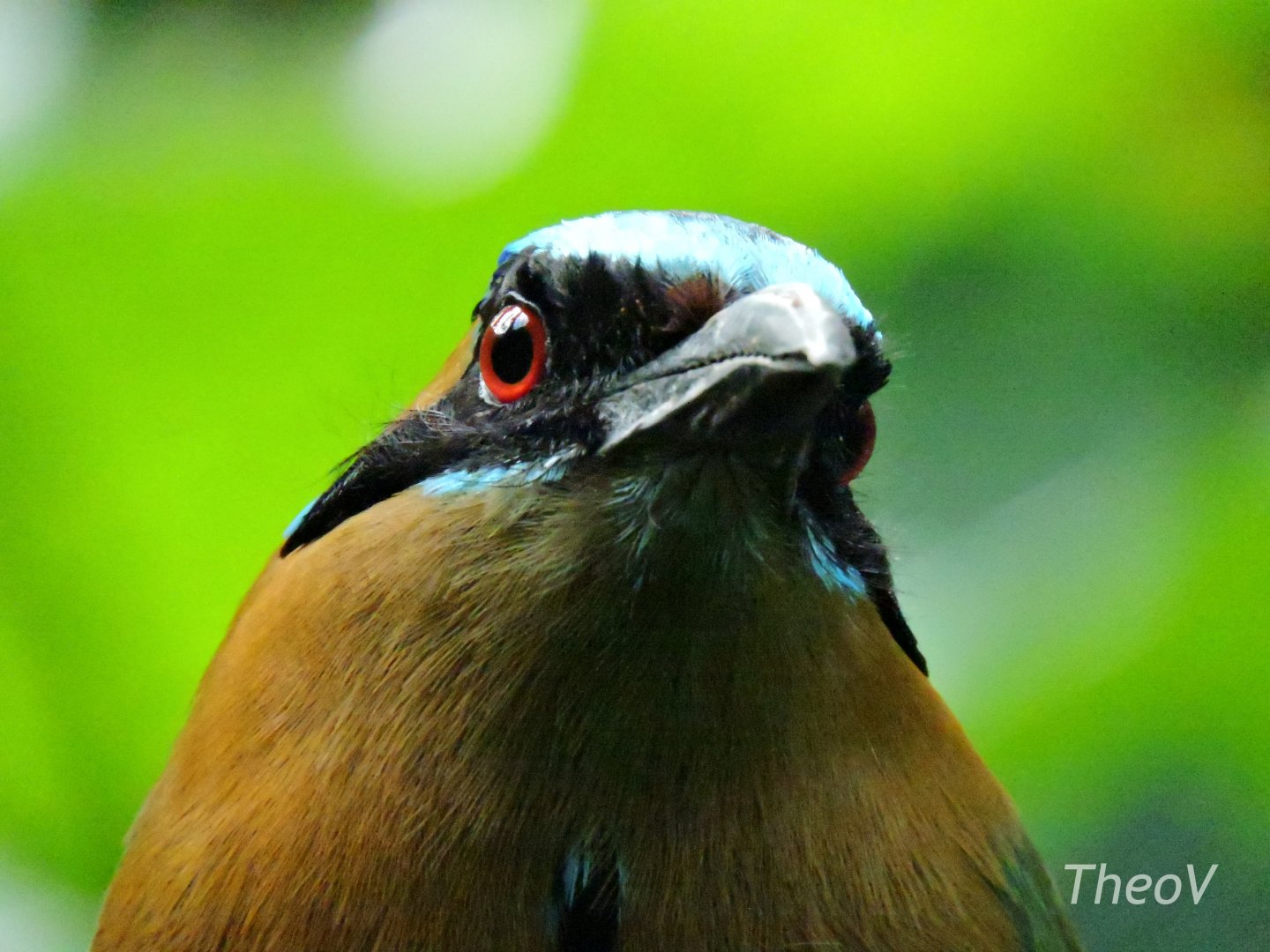 Amazonian motmot - Tropic Zone [2015]