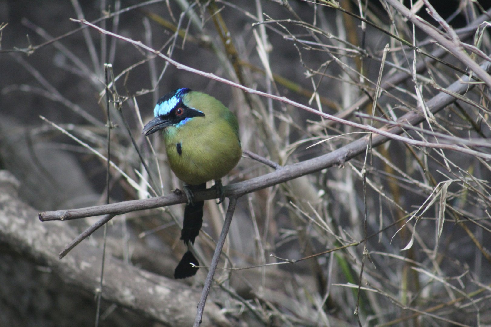 Amazonian Motmot