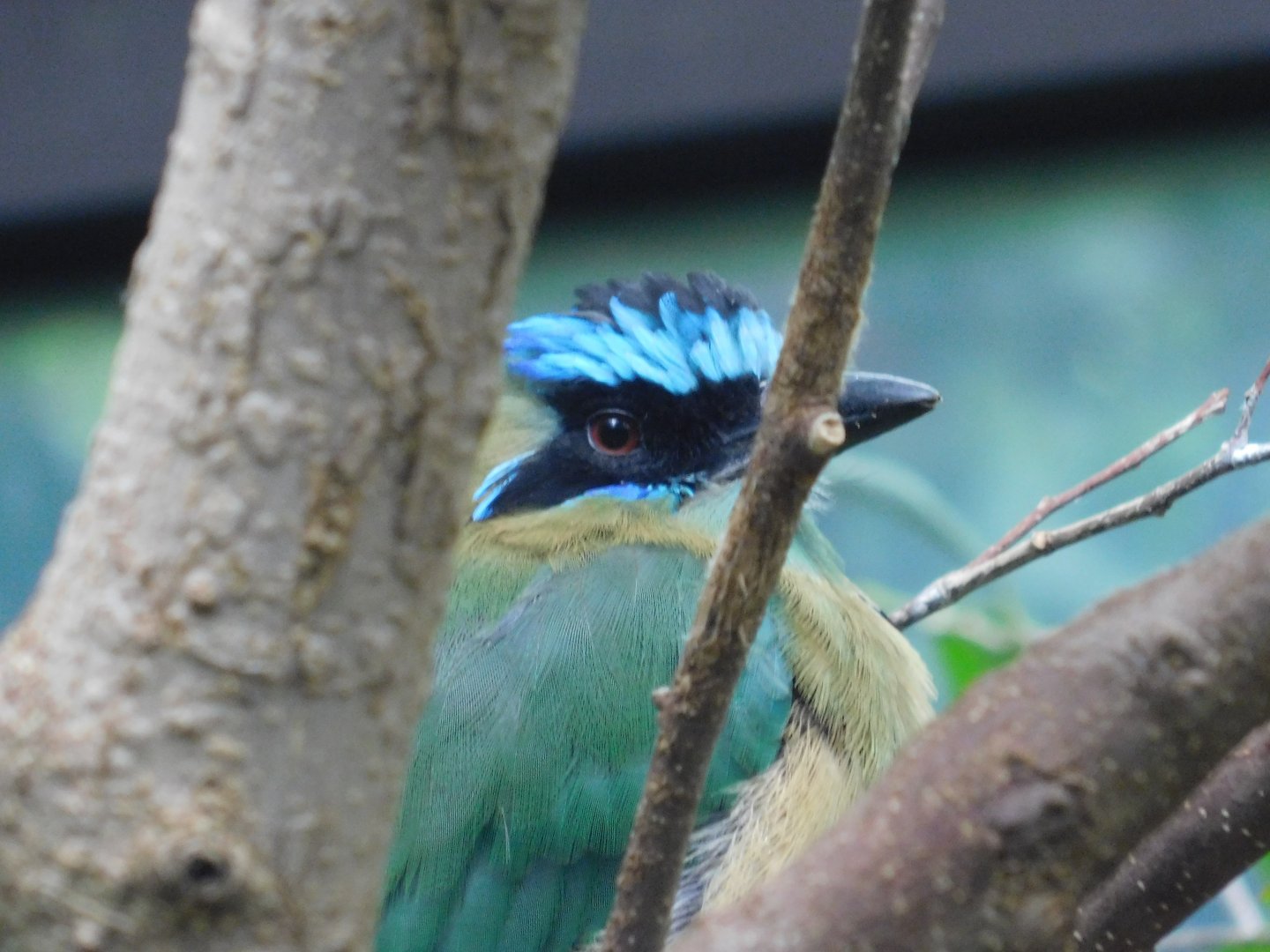 Amazonian Motmot