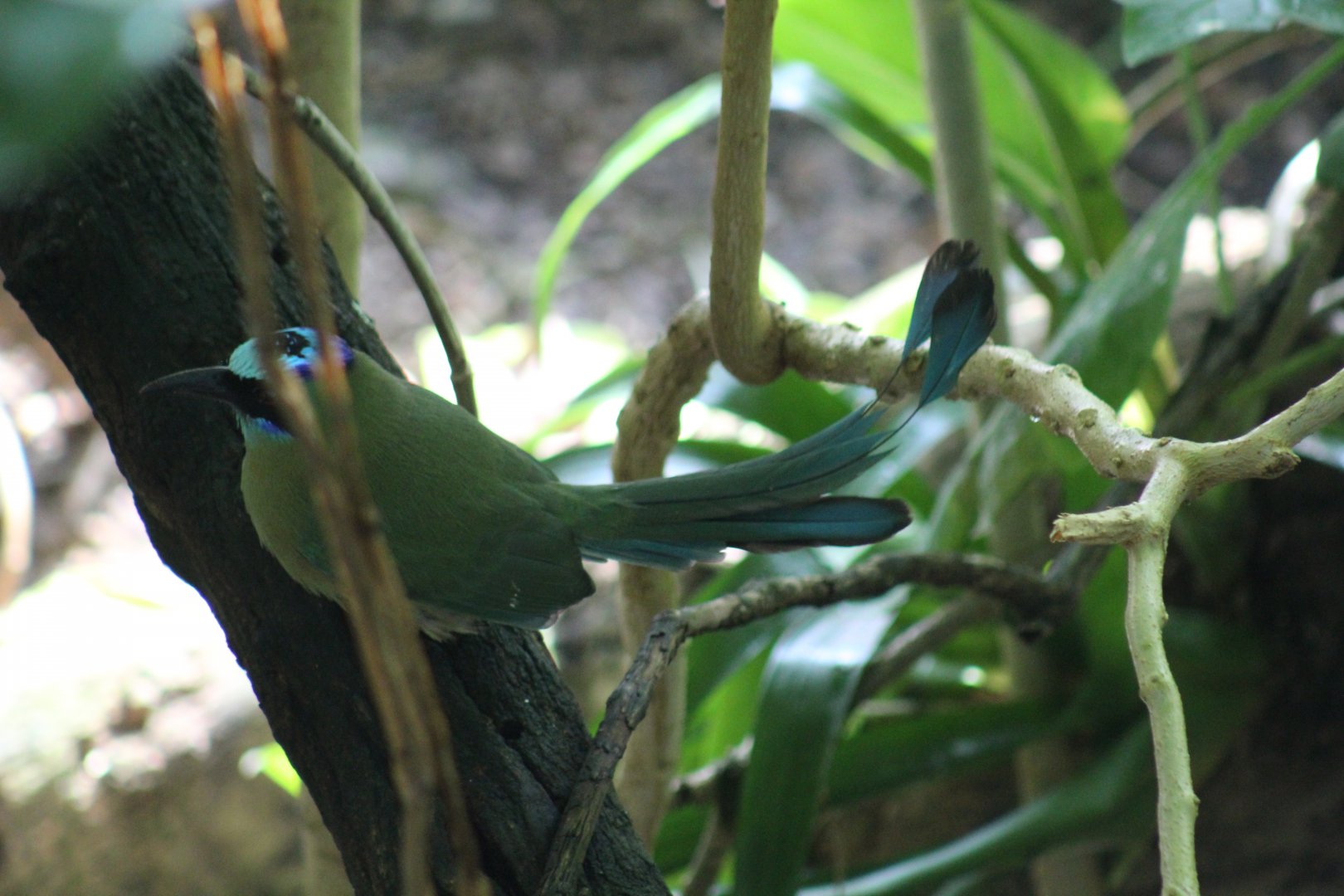 Amazonian Motmot