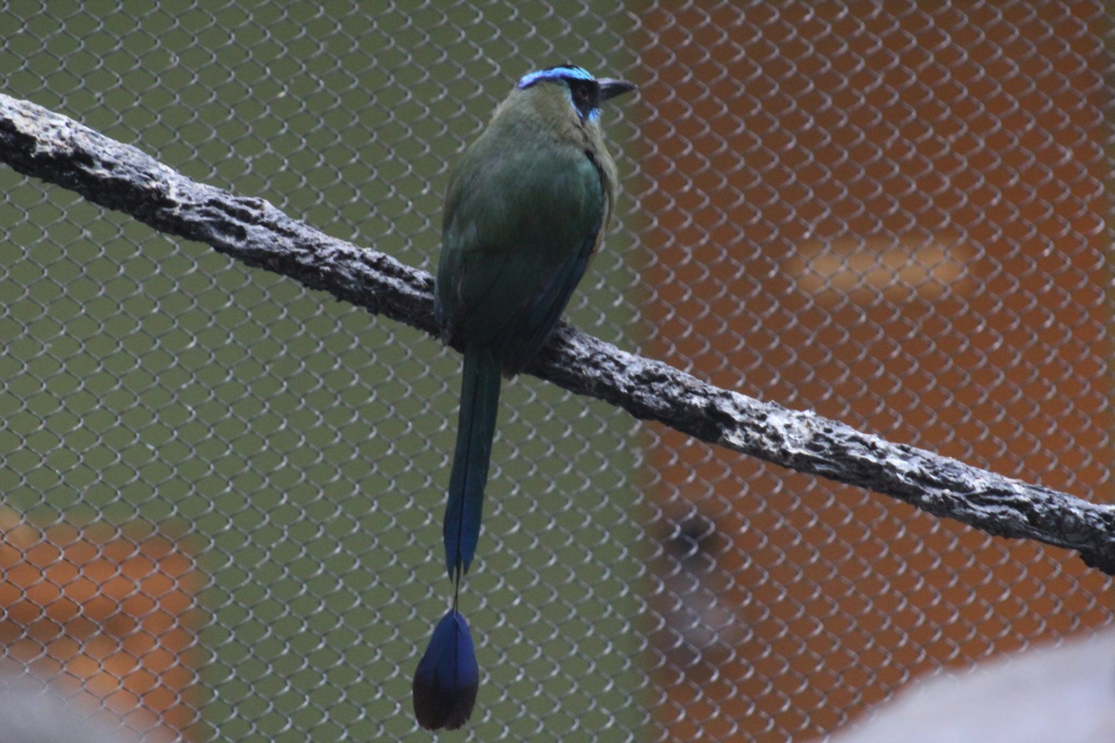 Amazonian Motmot