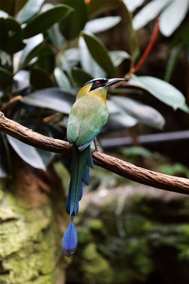 Amazonian Motmot