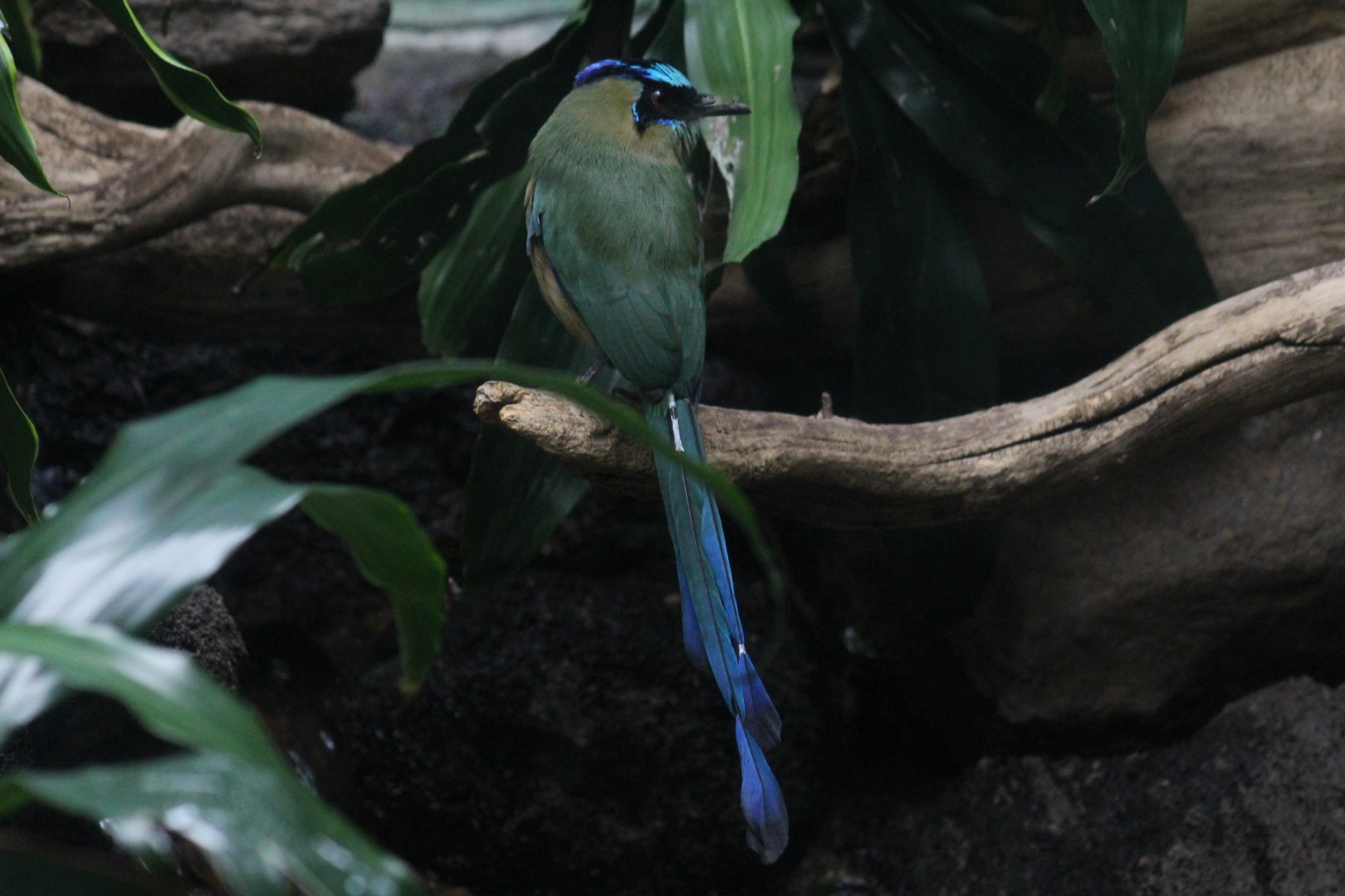 Amazonian Motmot