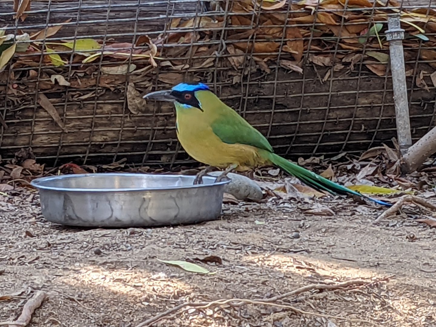 Amazonian motmot