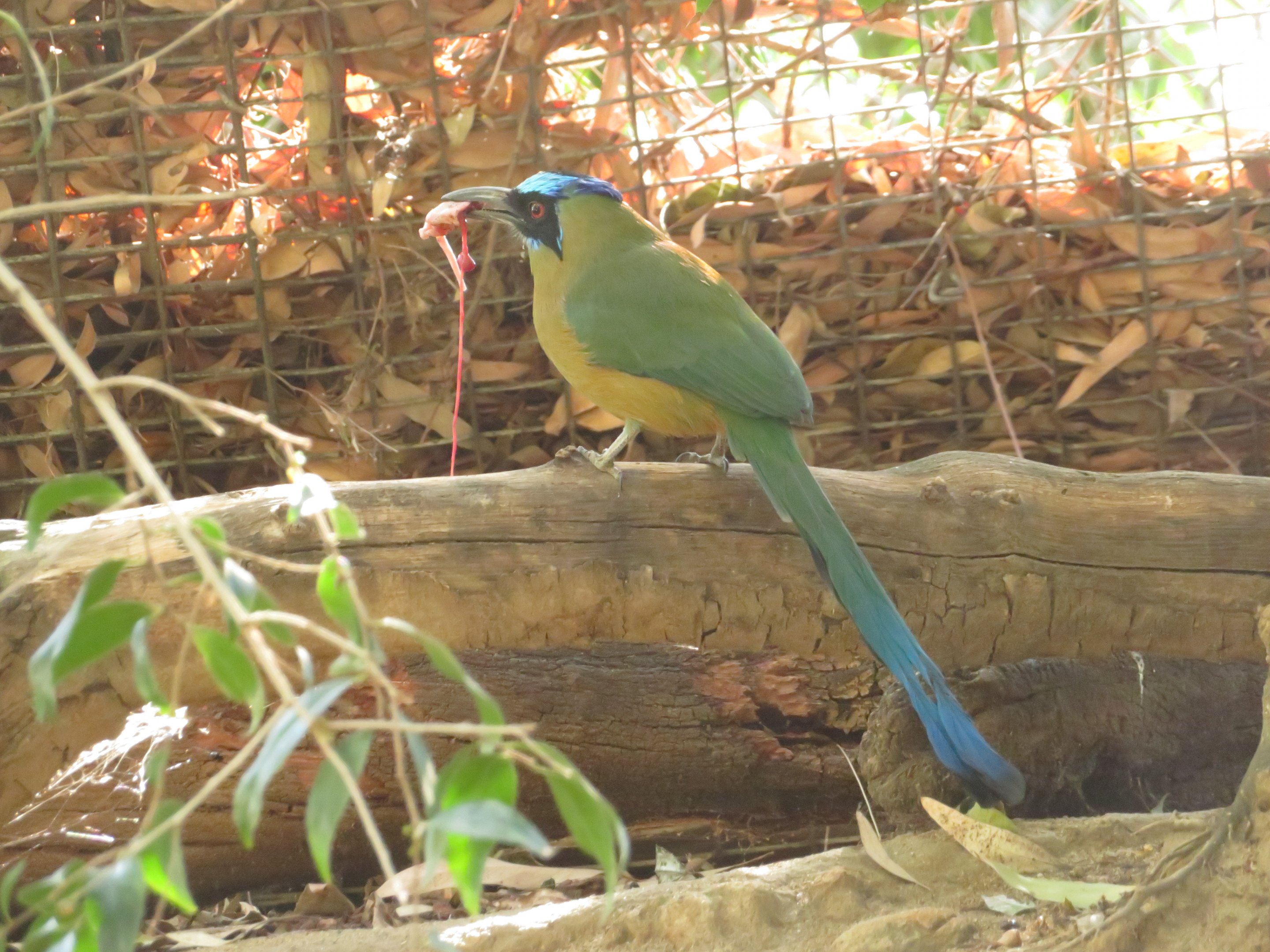Amazonian Motmot