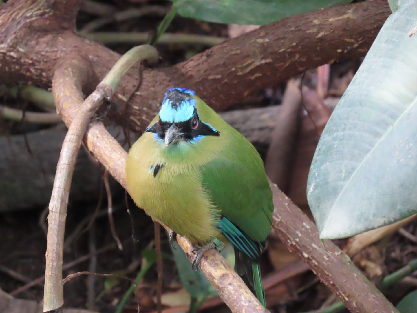 Amazonian Motmot