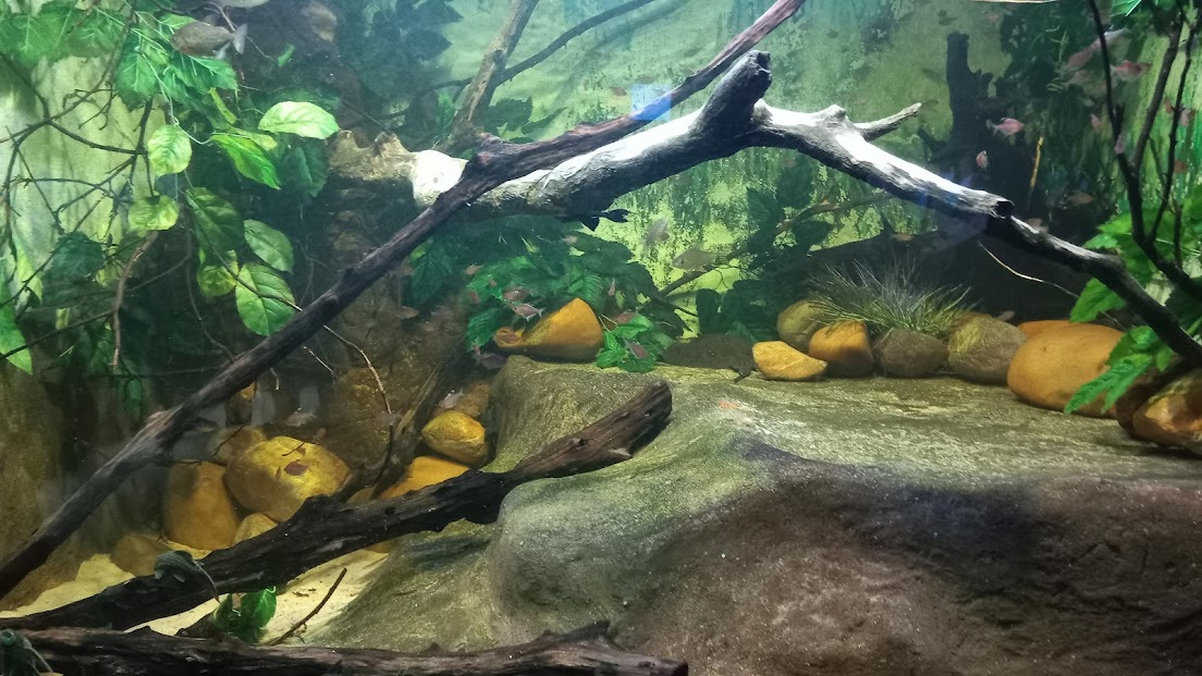 Amazonian nursery aquarium - São Paulo aquarium