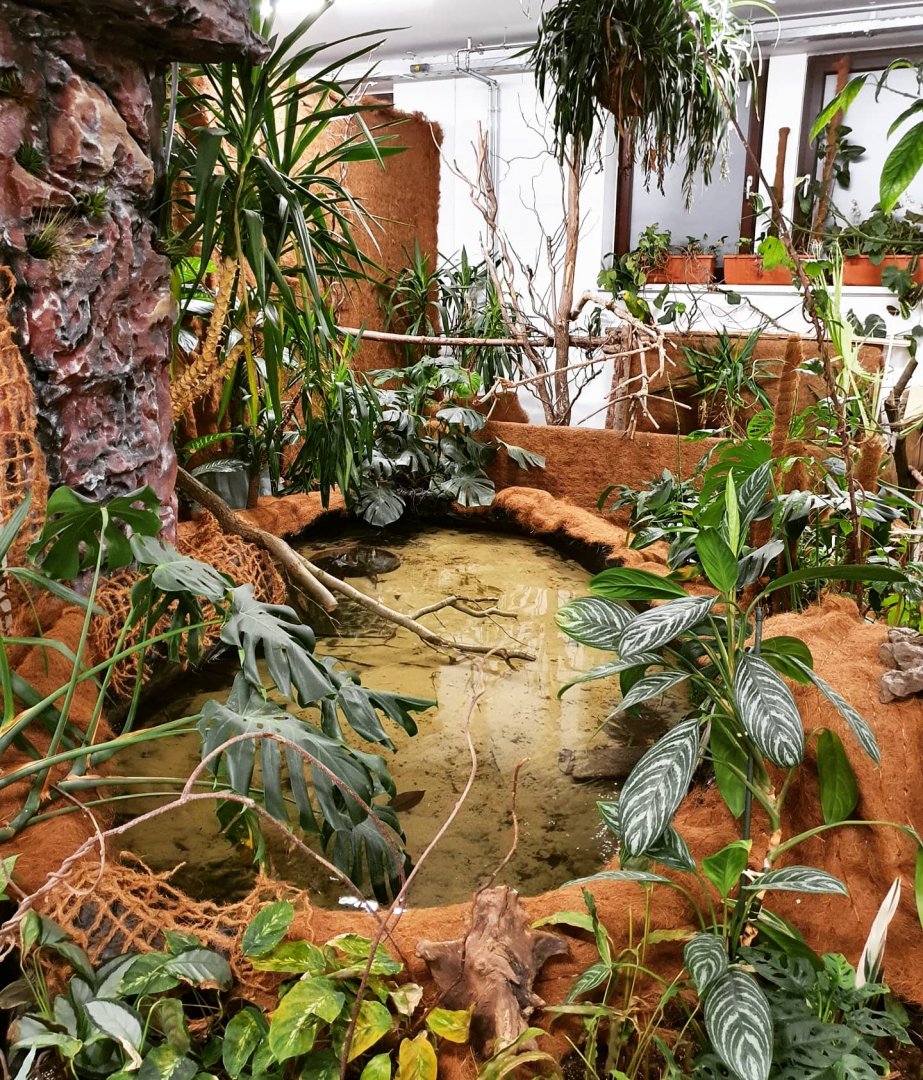 Amazonian pond with river stingrays