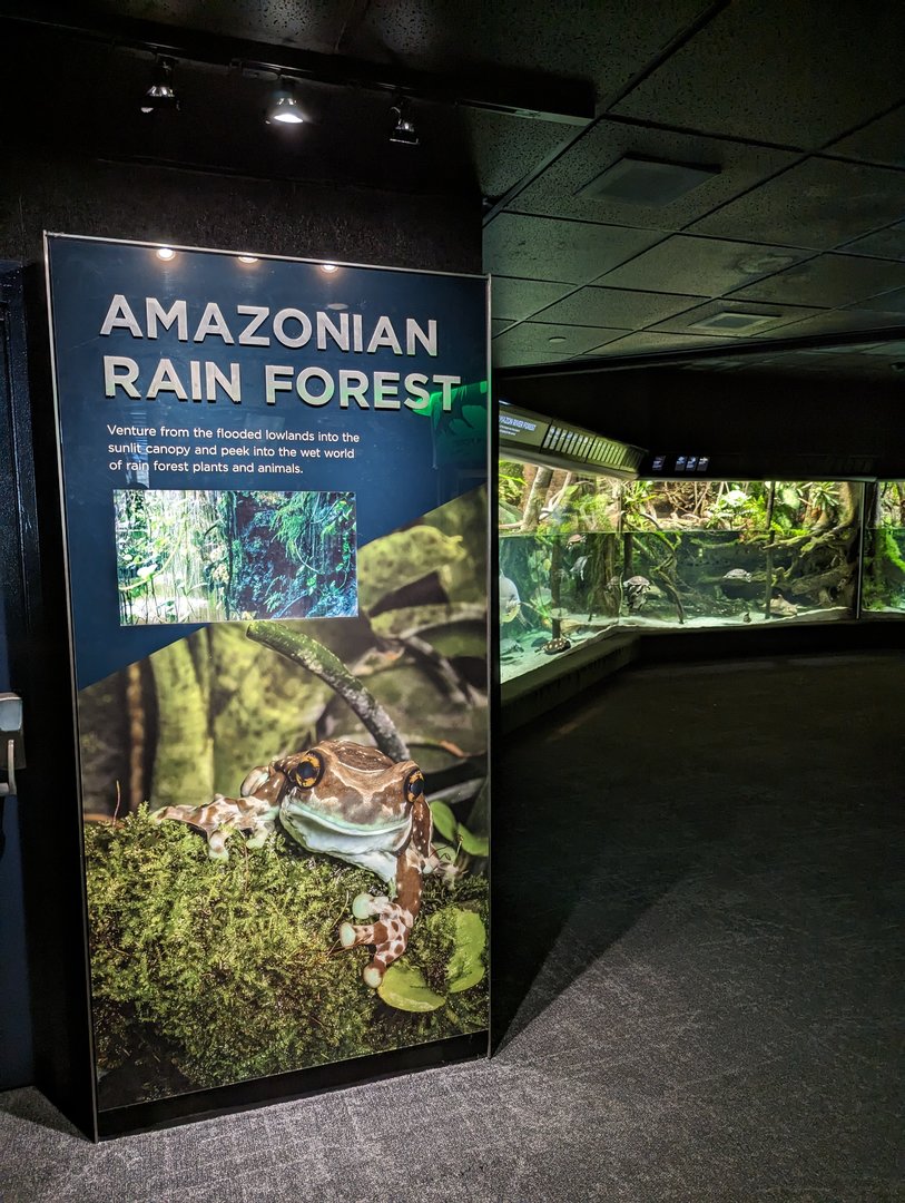 Amazonian Rain Forest