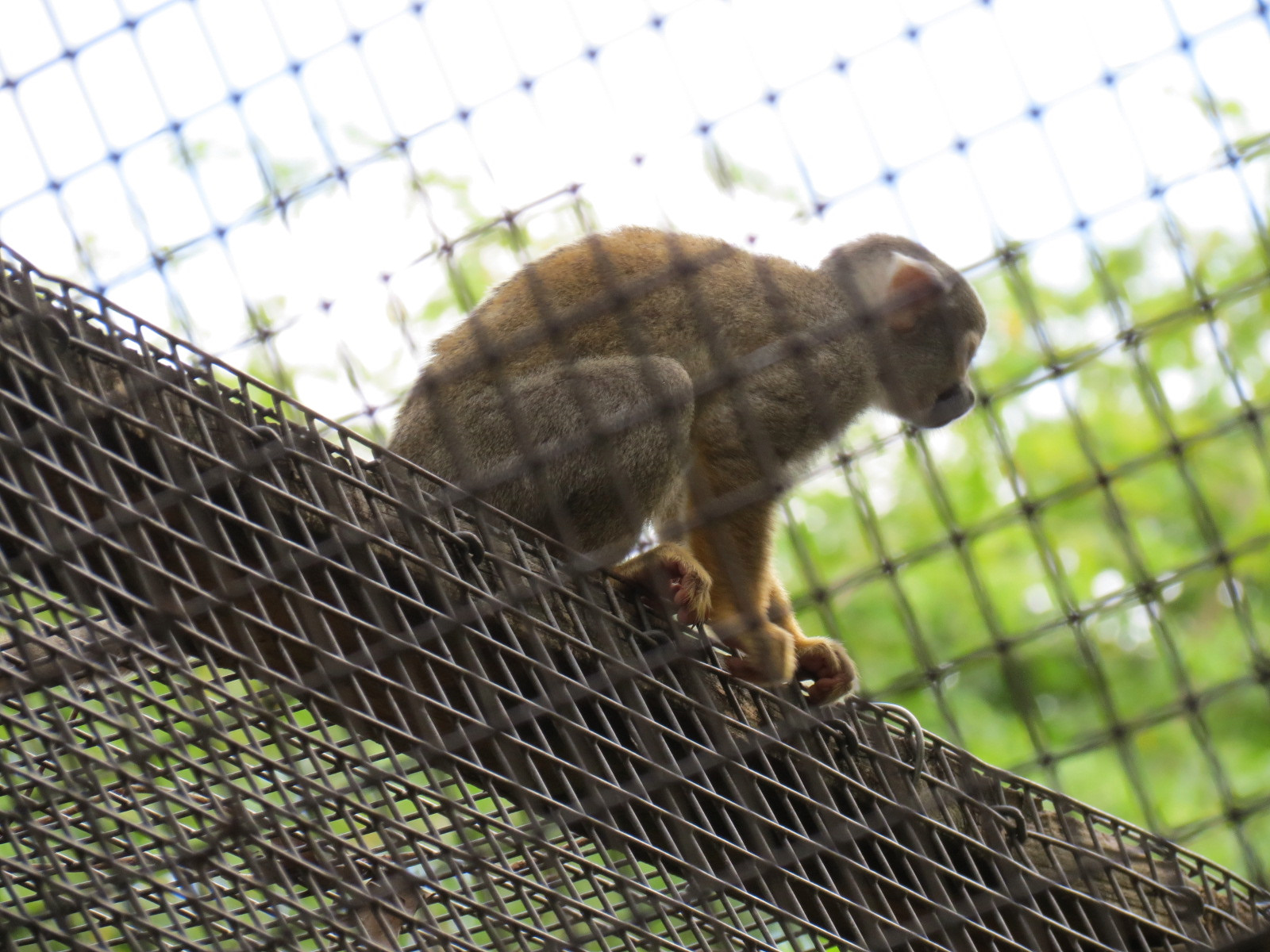 Amazonian Rainforest (Black-capped Capuchin and Squirrel Monkey Exhibit)