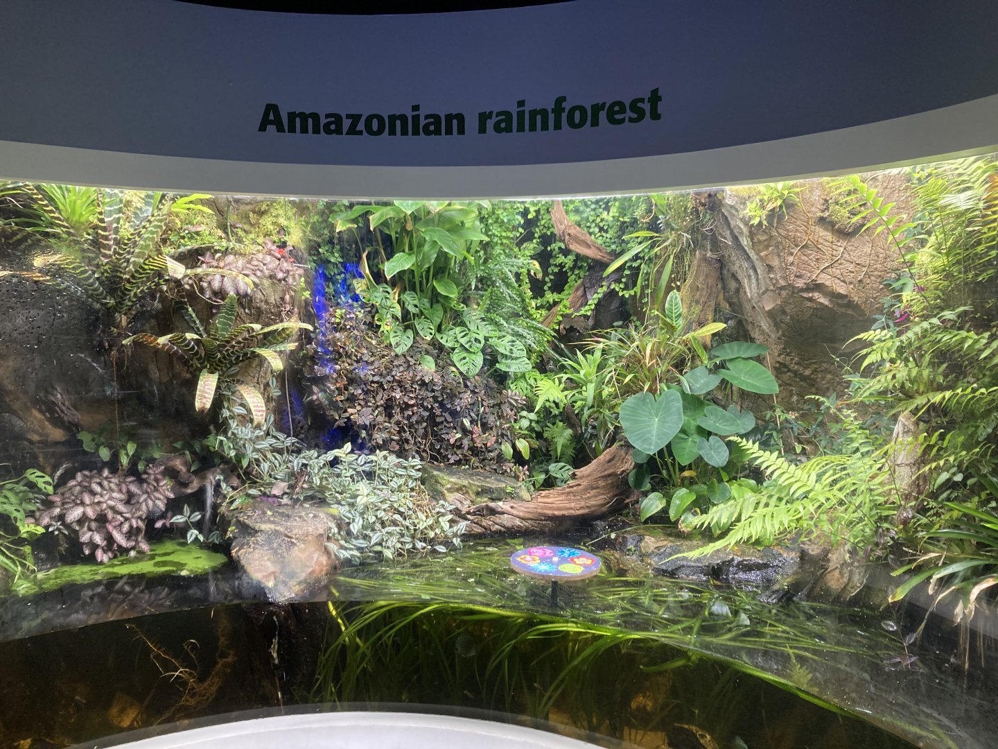 Amazonian rainforest exhibit