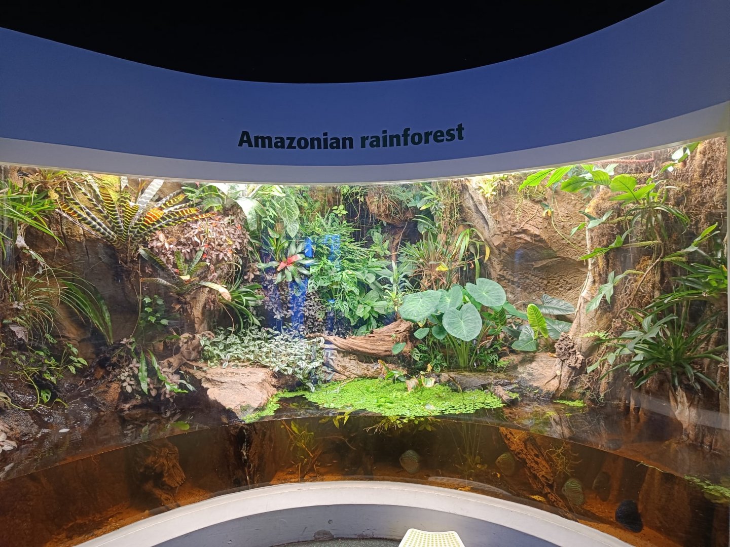 Amazonian Rainforest paludarium