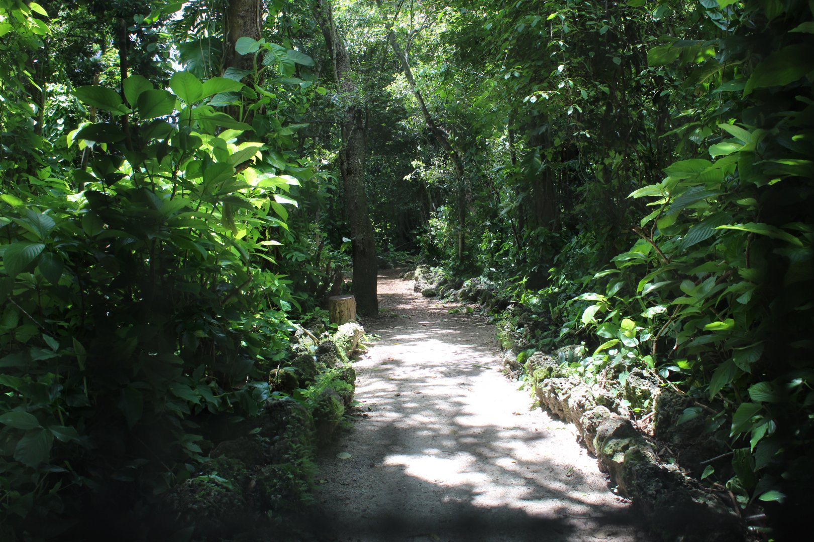 Amazonian Rainforest (Squirrel Monkeys & Brown-Tufted Capuchins)
