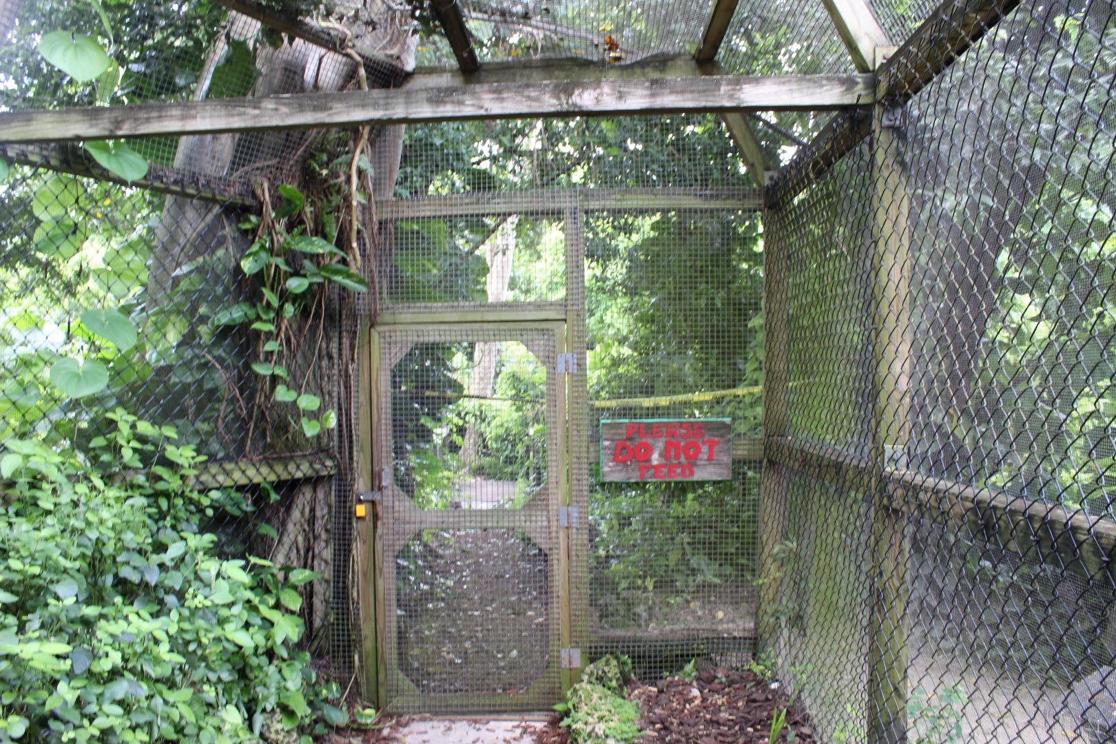Amazonian Rainforest (Squirrel Monkeys & Brown-Tufted Capuchins)