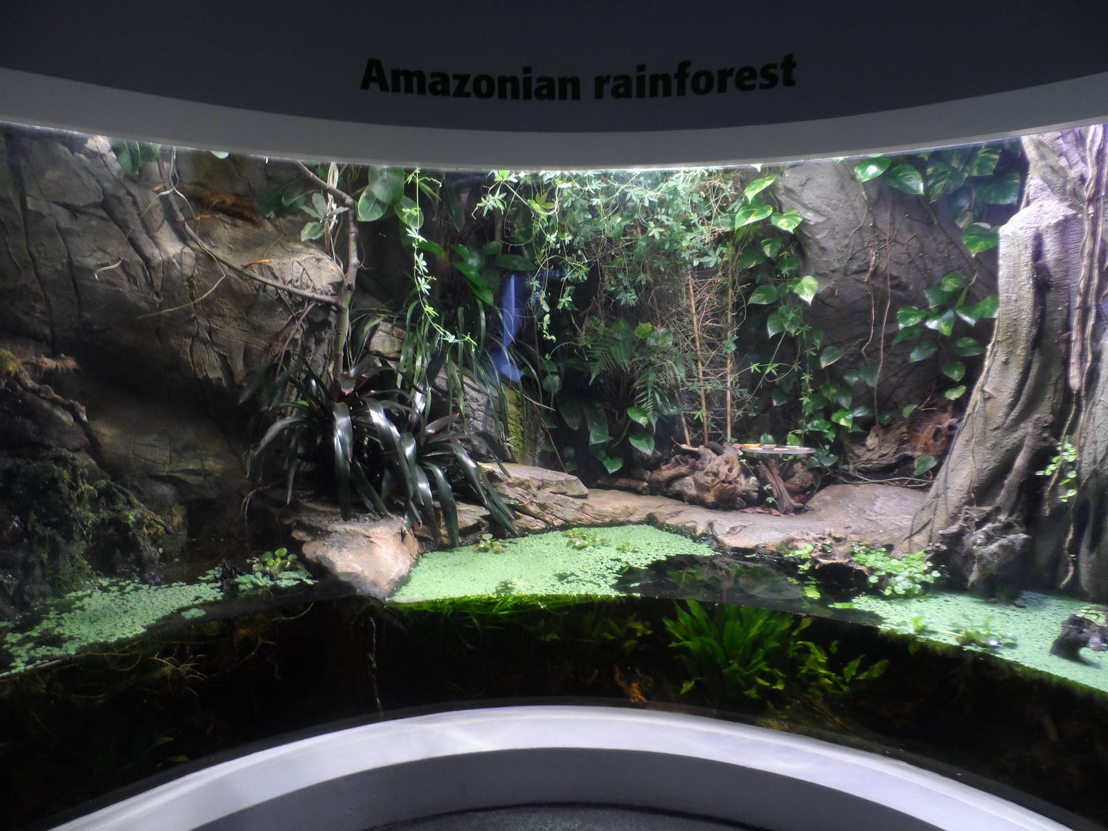 Amazonian Rainforest