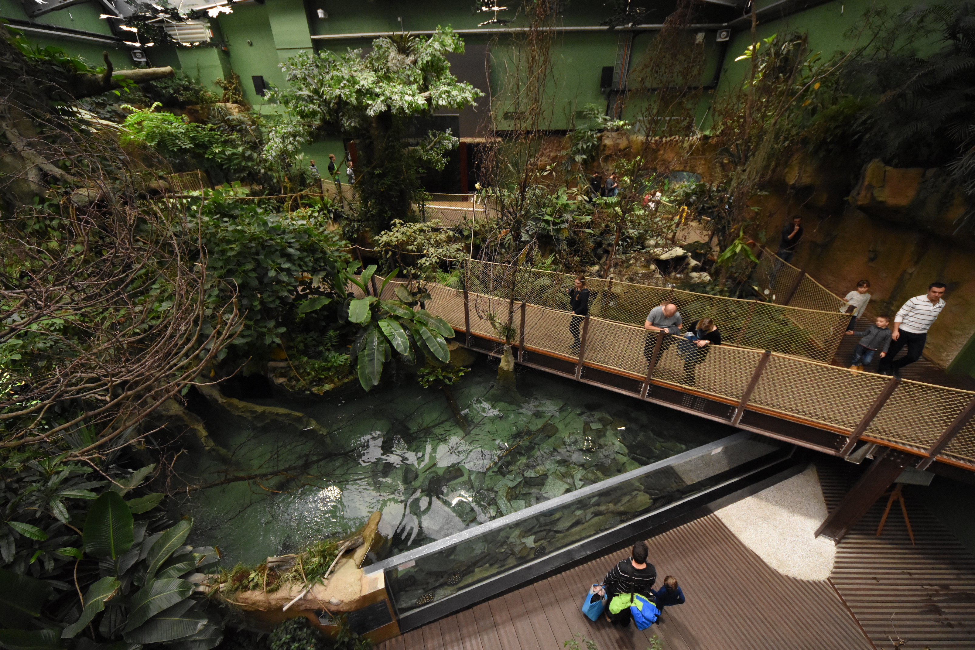 Amazonian rainforest