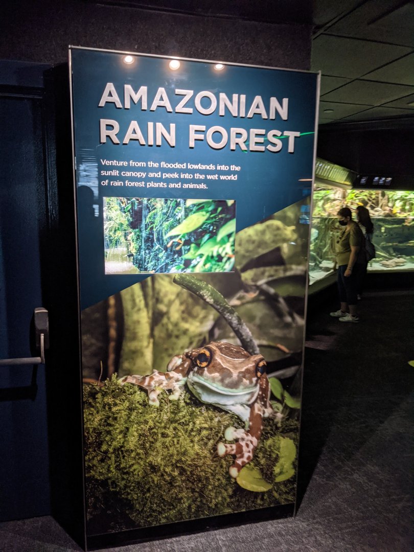 Amazonian Rainforest