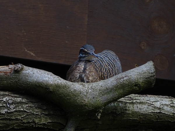 Amazonian sunbittern (Eurypyga helias helias)