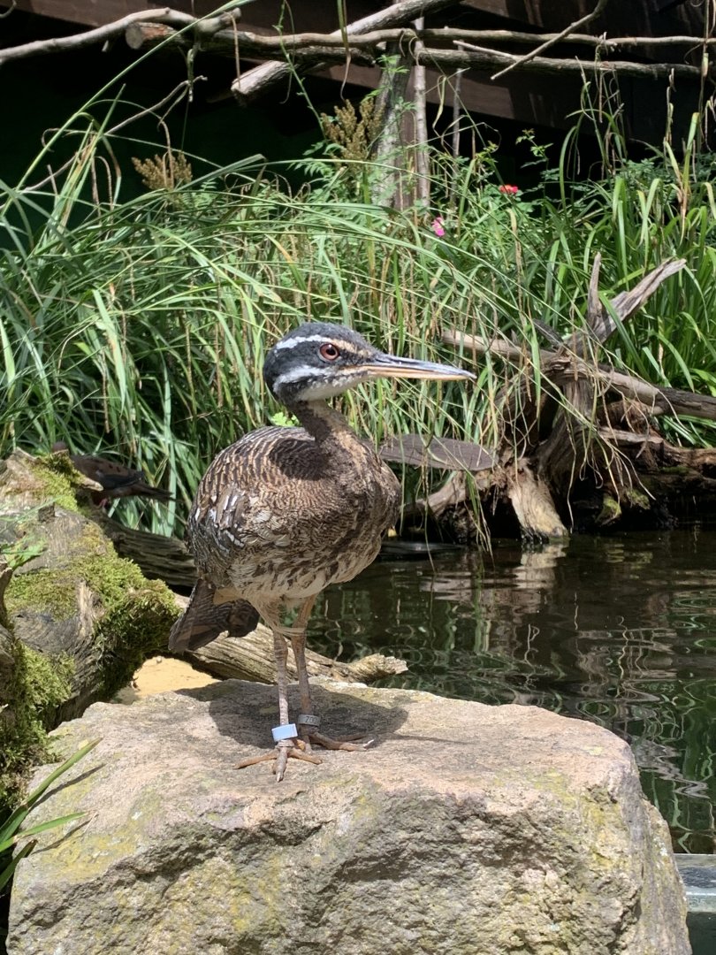 Amazonian sunbittern