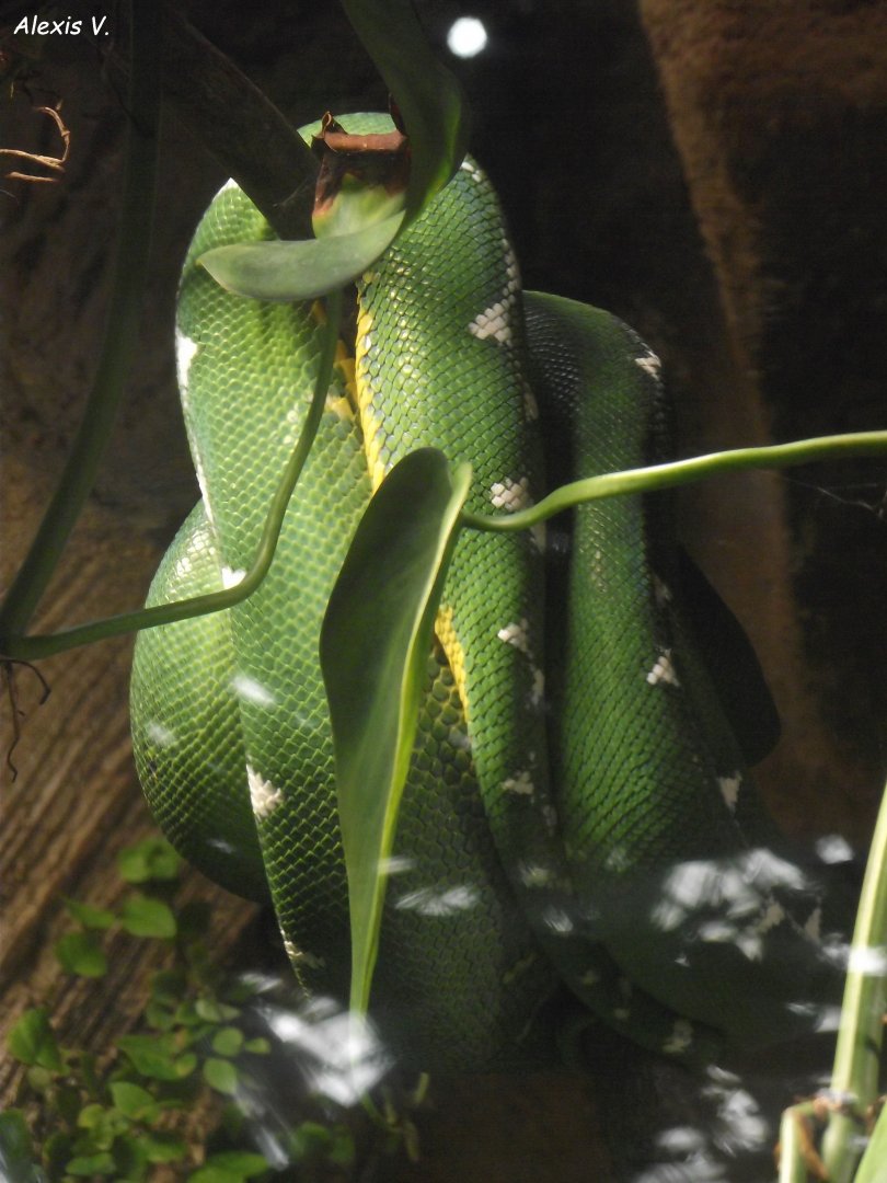 Amazonian Tree Boa (Corallus batesii) - Zooparc de Beauval - 13/07/2024