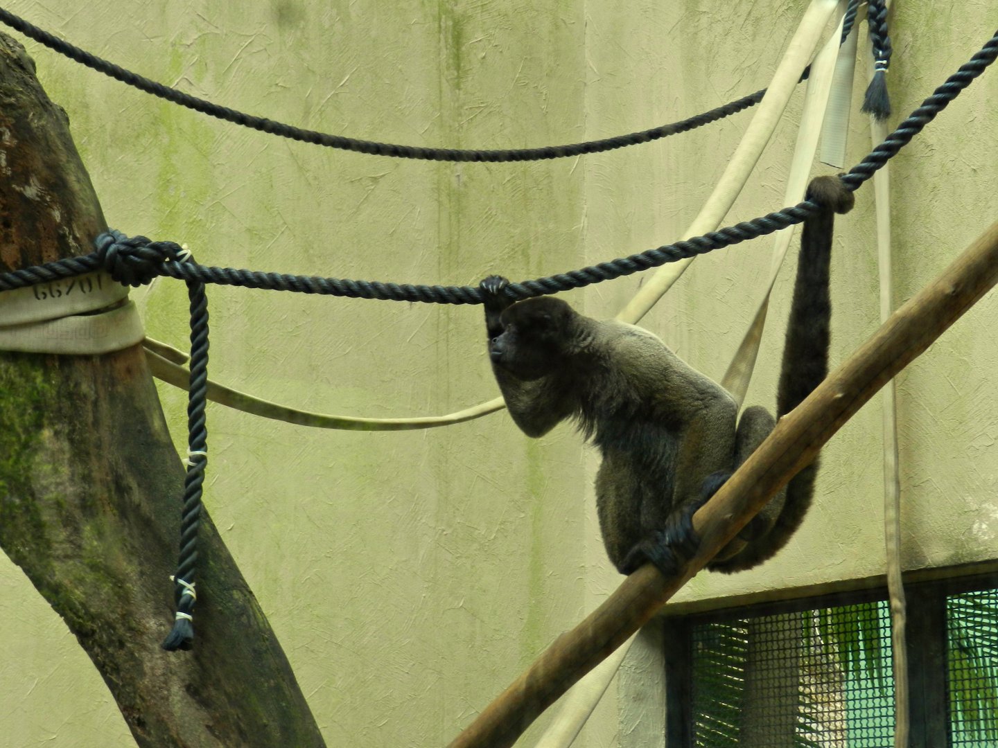 Amazonian wooly monkey - Zoo São Paulo