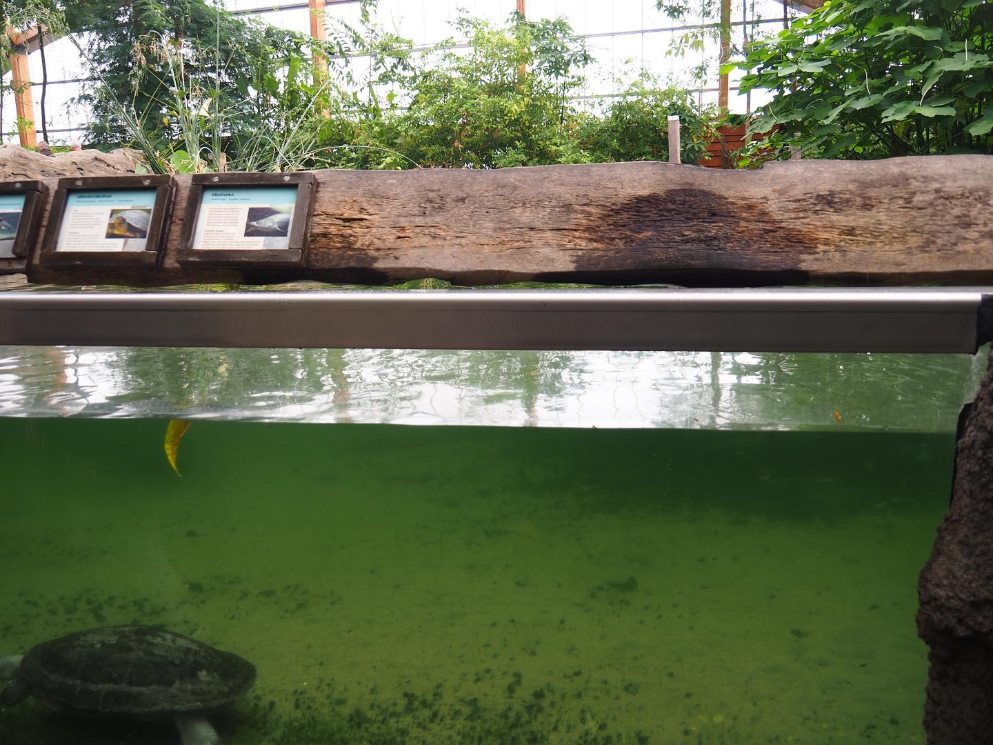 Amazonica big fish and big turtle pond underwater view (Nov 10th, 2018)