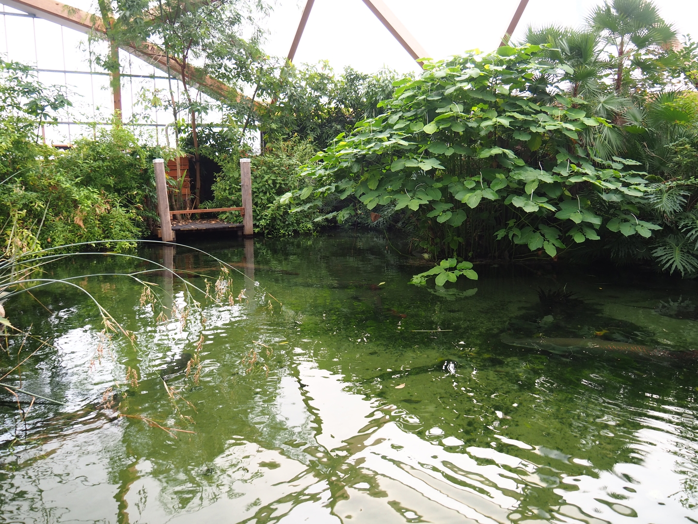 Amazonica big turtles and big fish pond (Nov 10th, 2018)