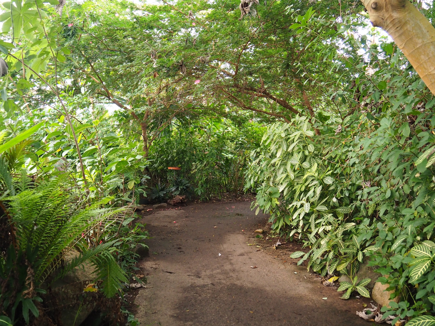 Amazonica pathway (Nov 10th, 2018)