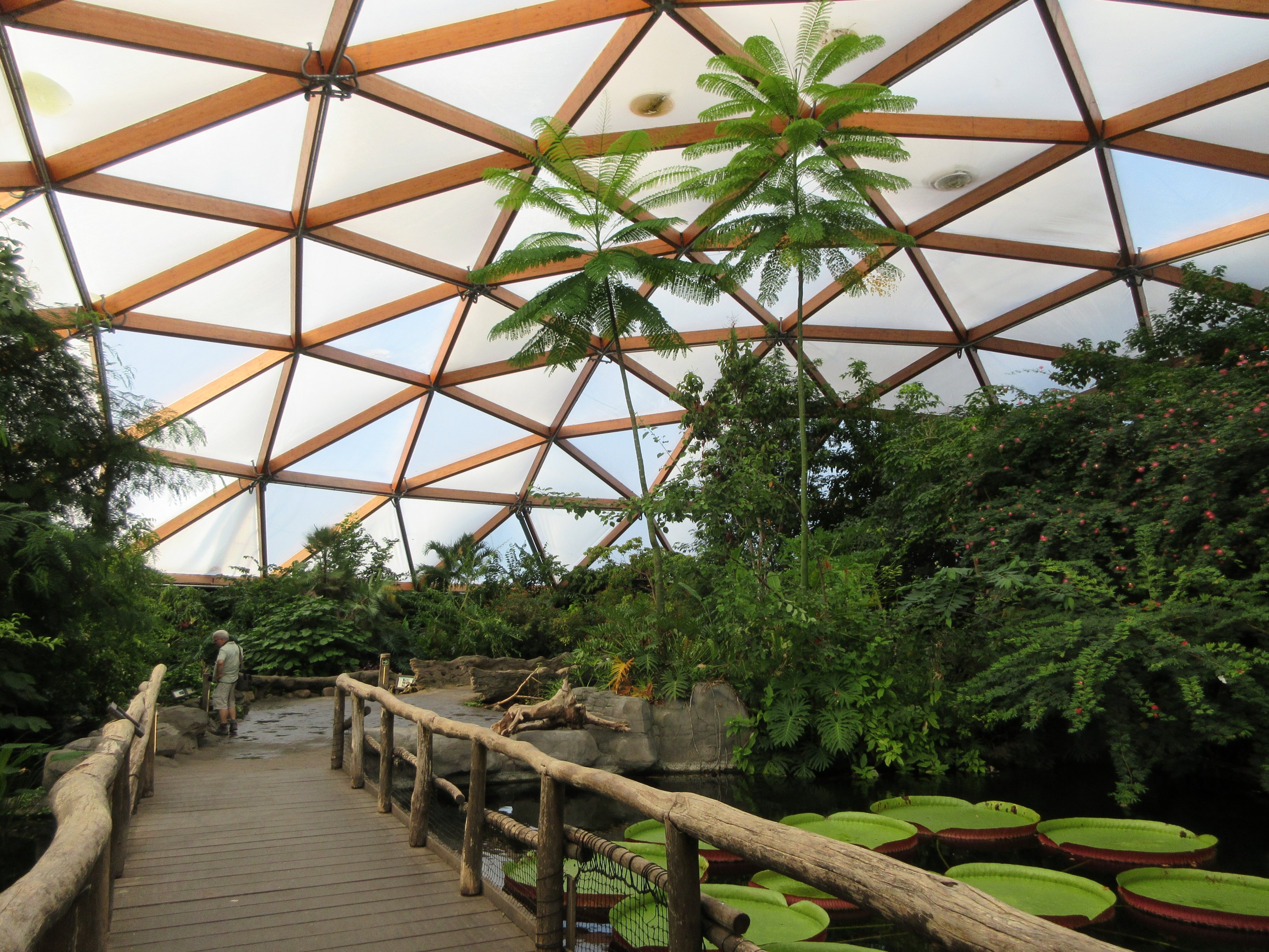 Amazonica (tropical house)