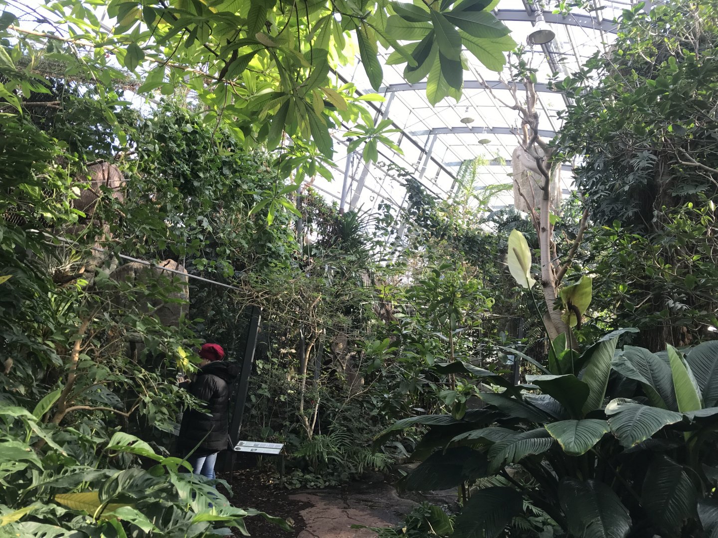 Amazonienhaus 011218