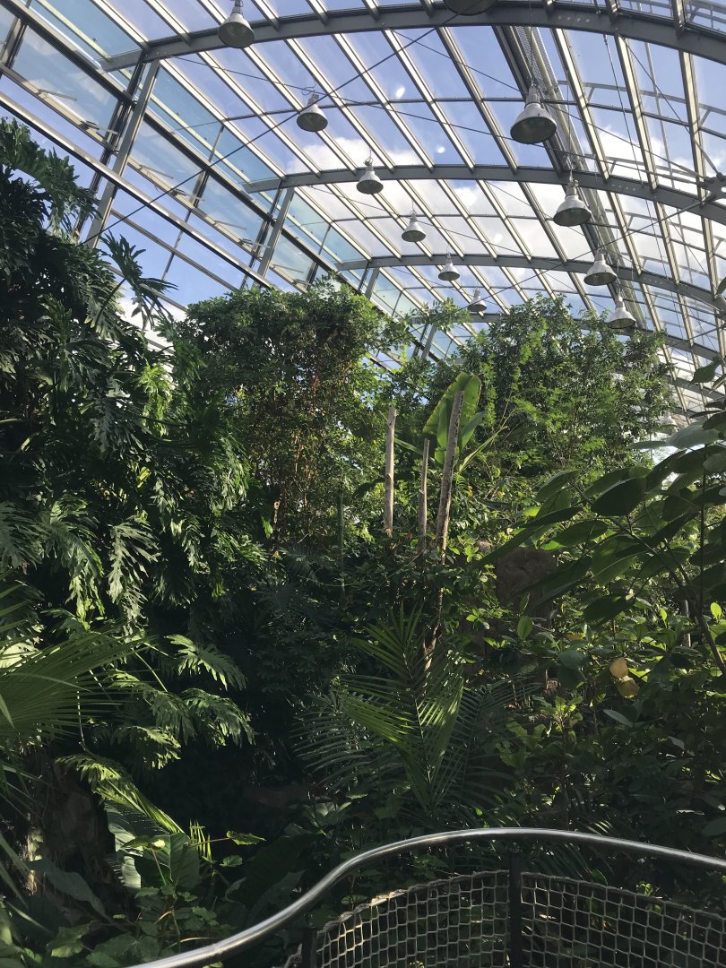 Amazonienhaus 011218