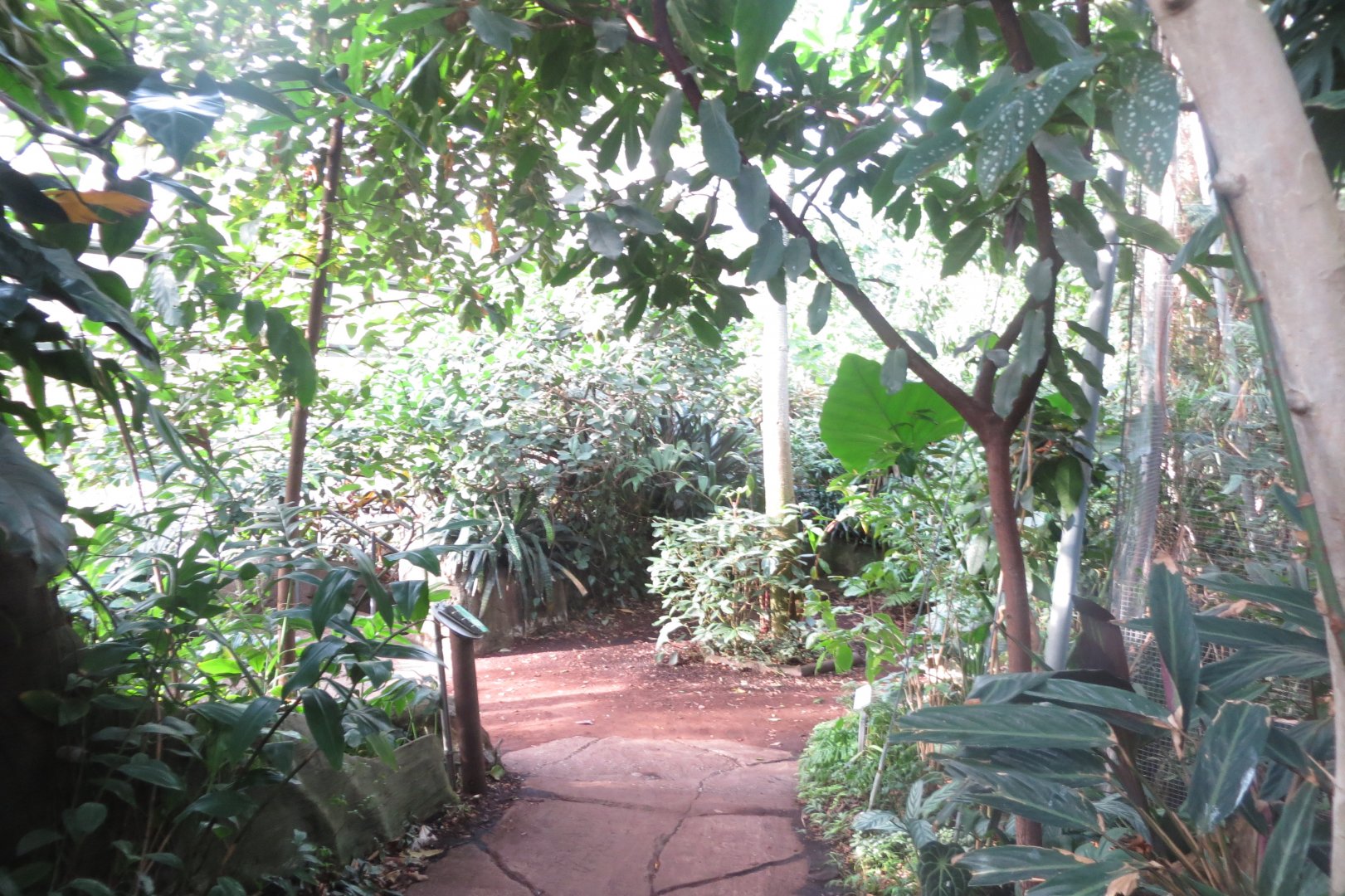 Amazonienhaus 011218