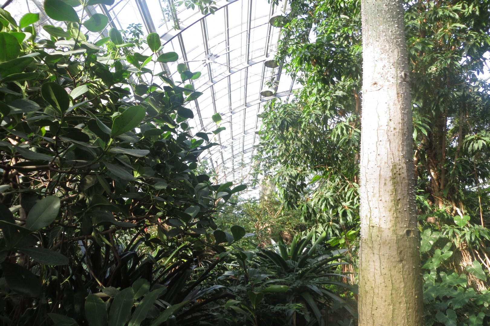 Amazonienhaus 011218