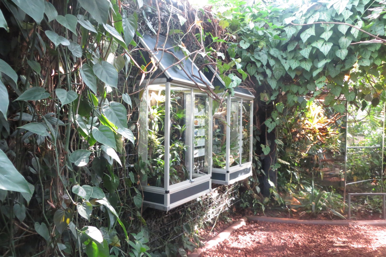 Amazonienhaus - Amphibian terraria 011218